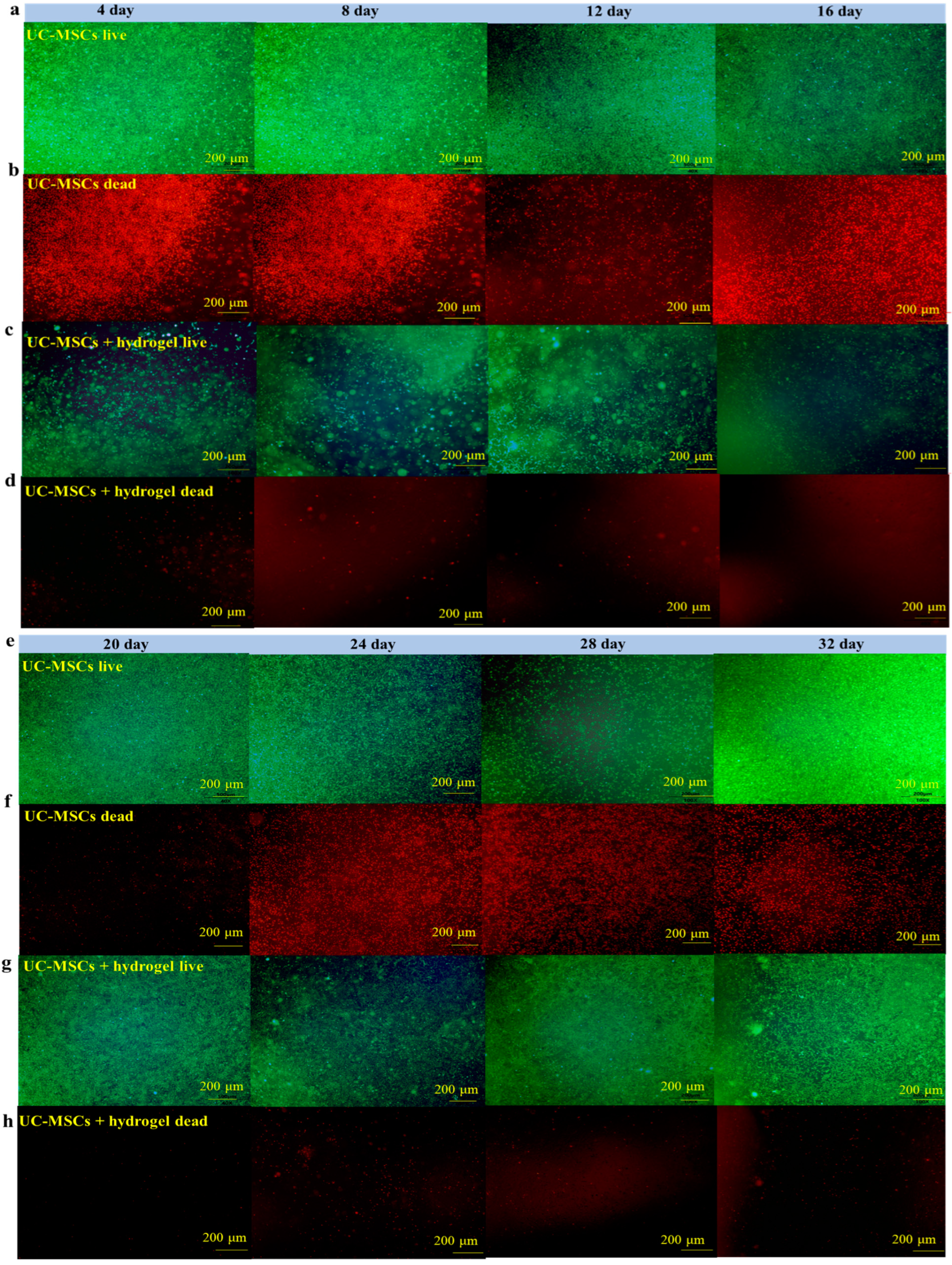 Polymers 16 01845 g006a