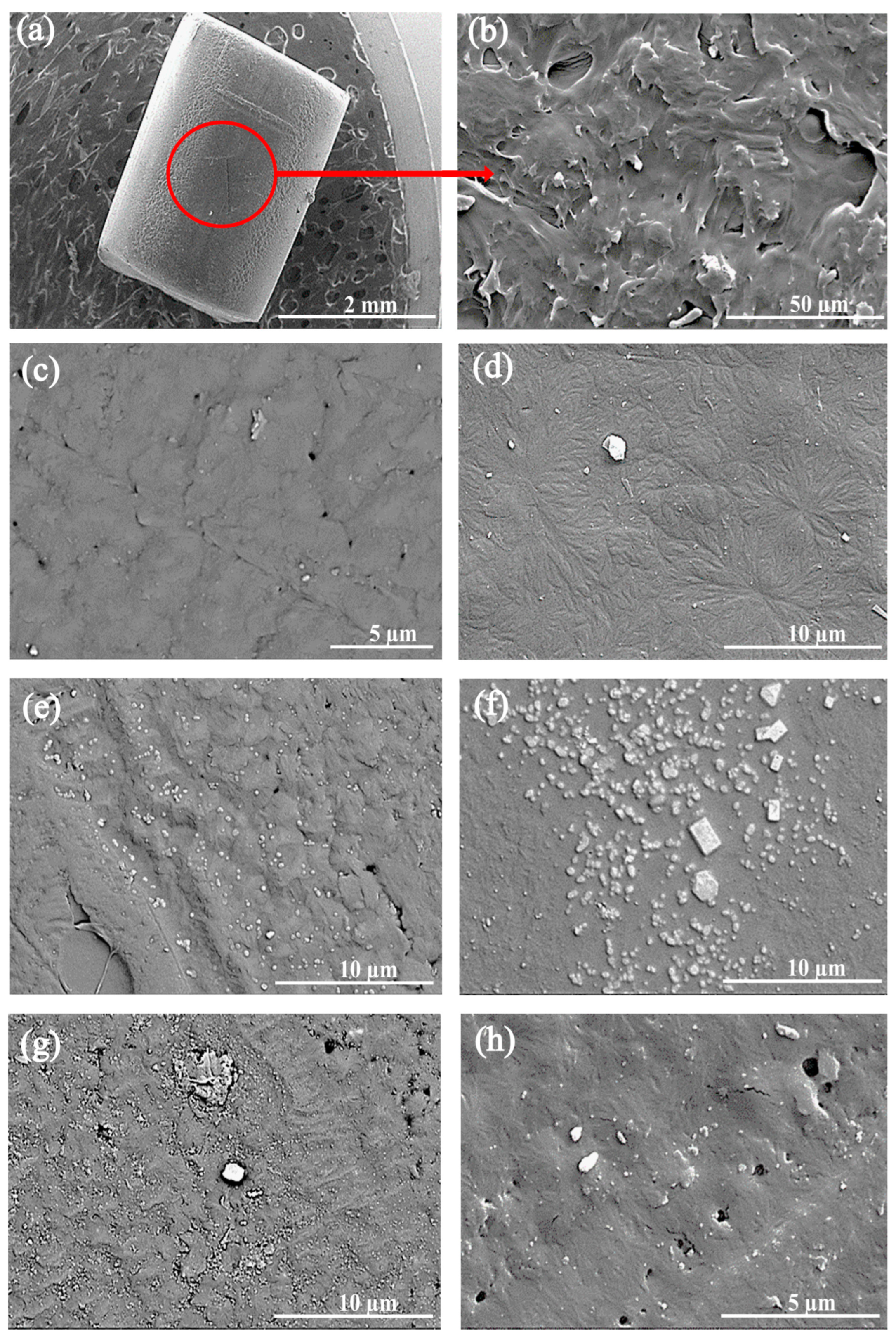 Polymers 16 01883 g004