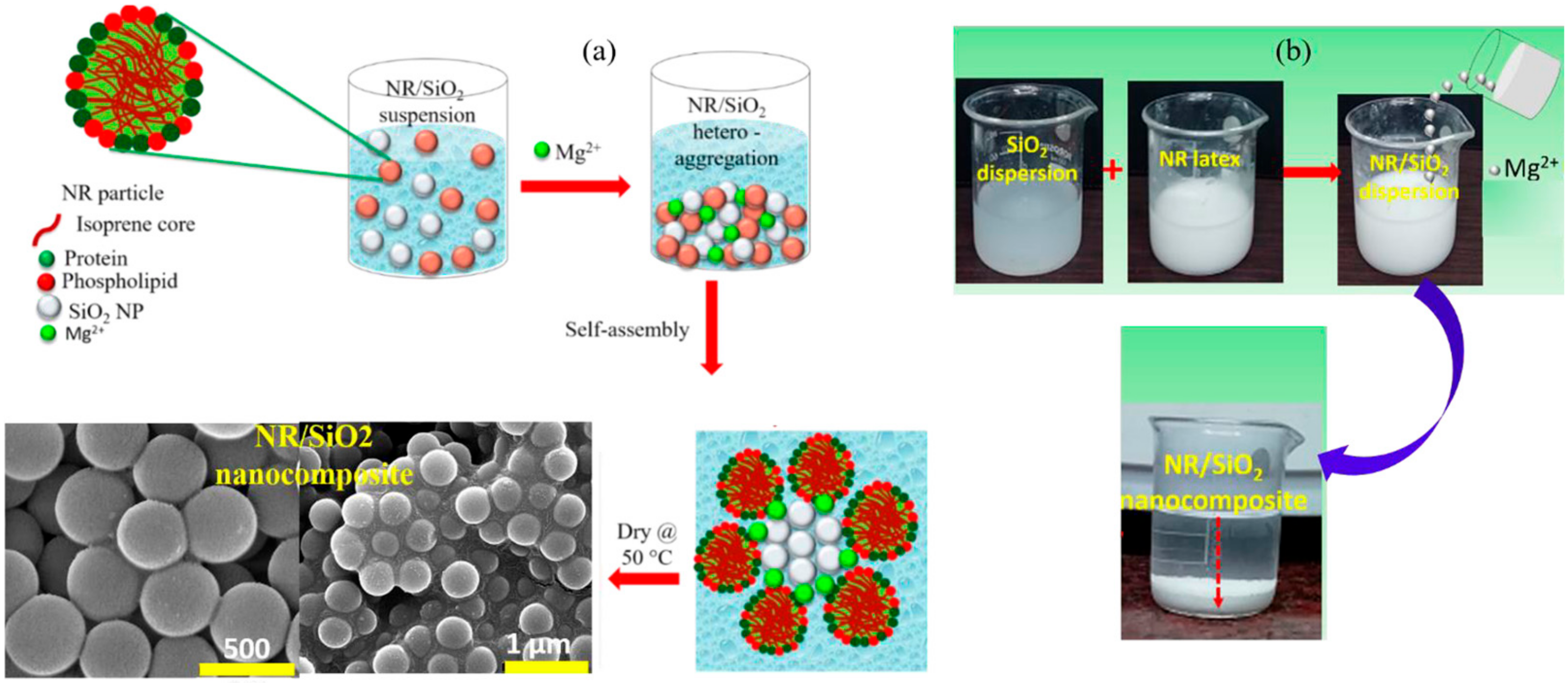 Polymers 16 01899 g009