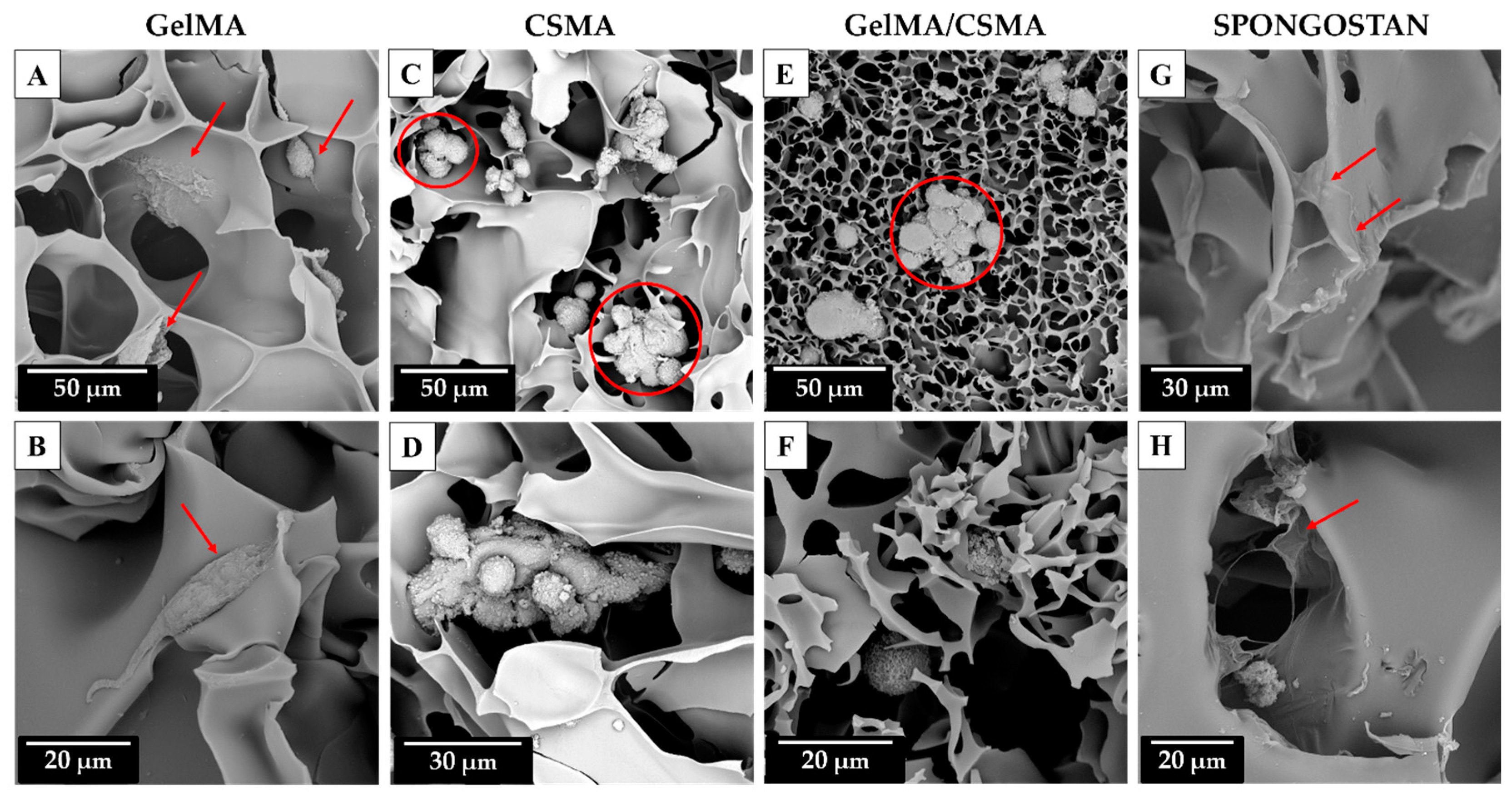 Polymers 16 01939 g007