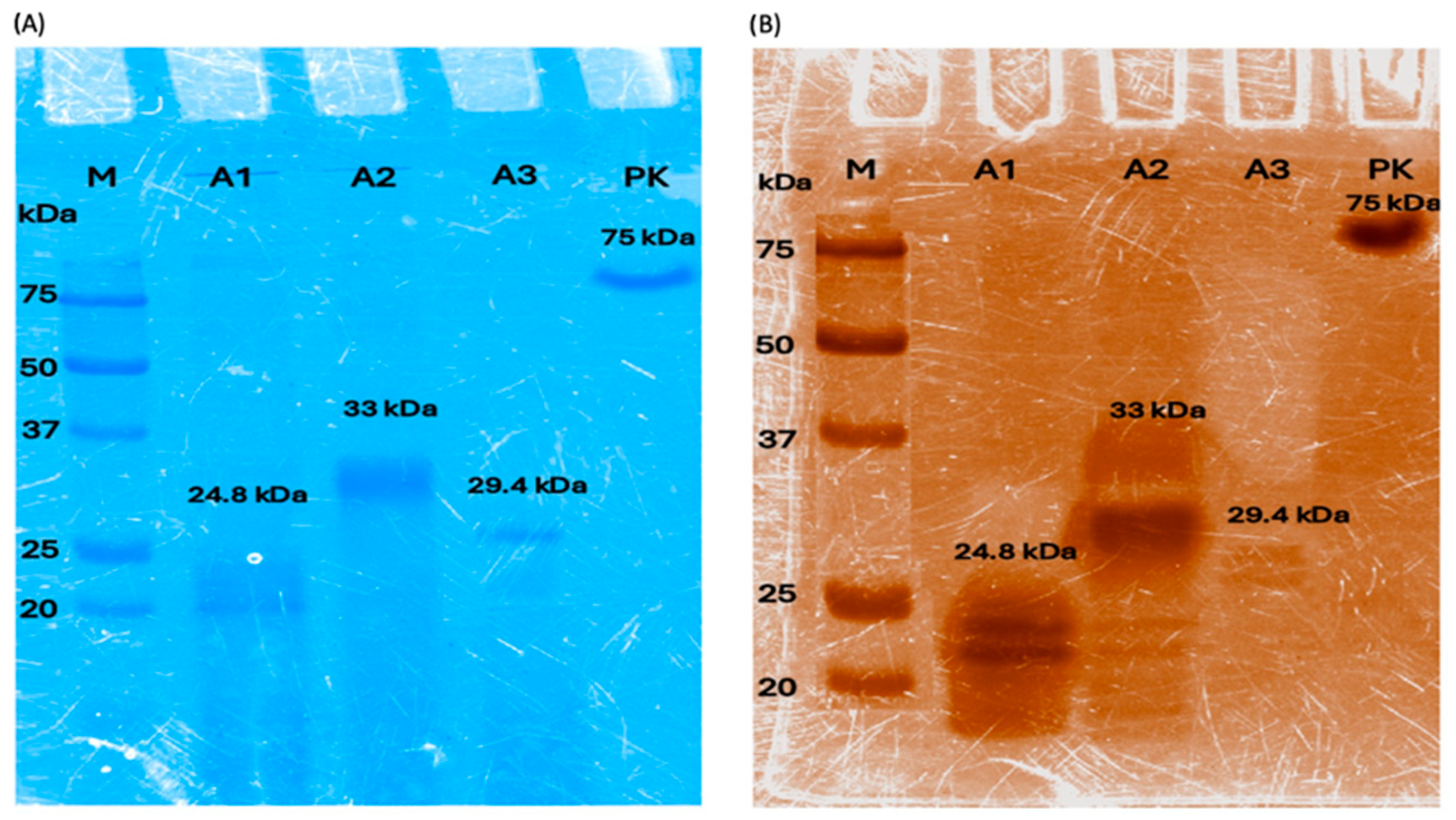 Polymers 16 01994 g001
