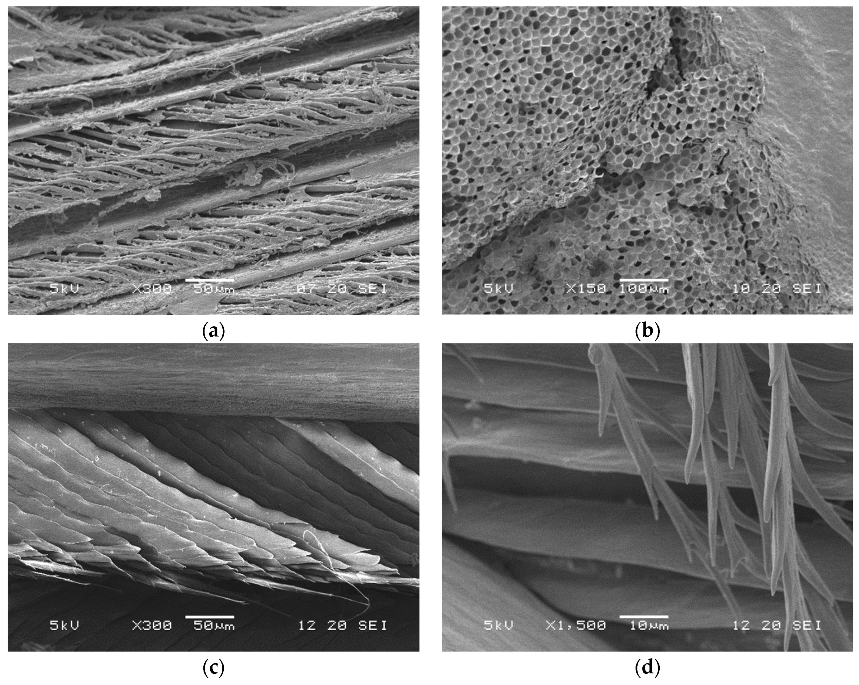 Polymers 16 01999 g004