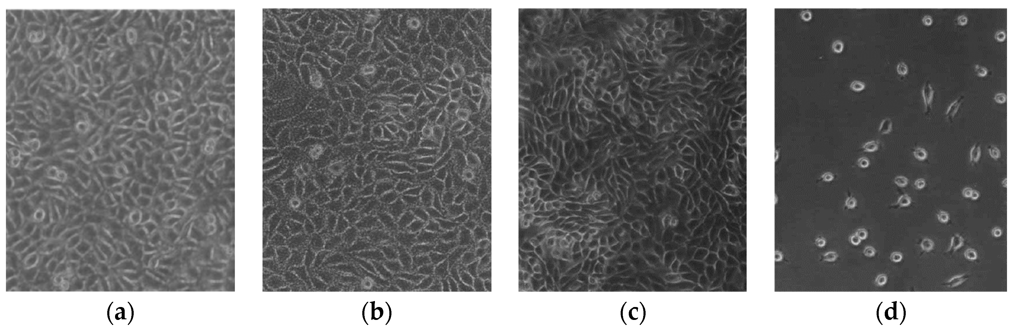 Polymers 16 01999 g011