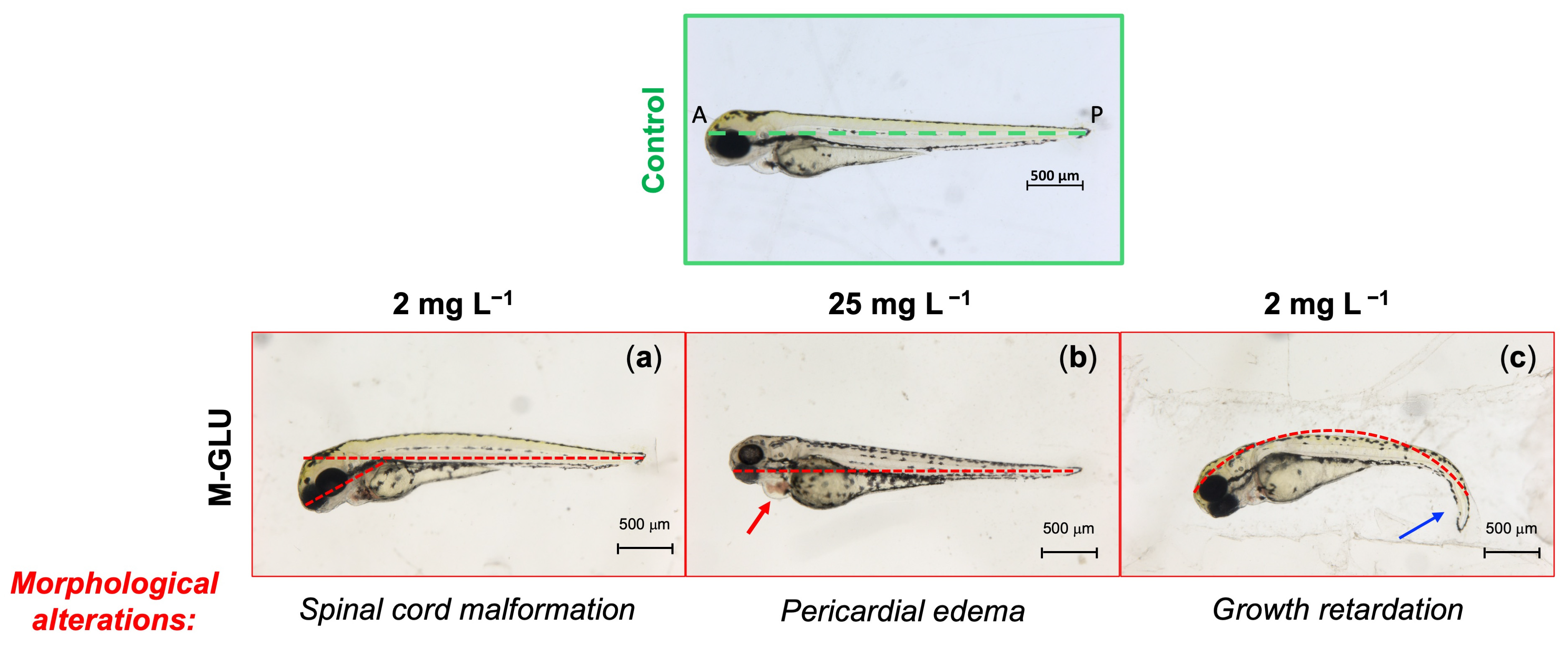 Polymers 16 02087 g004