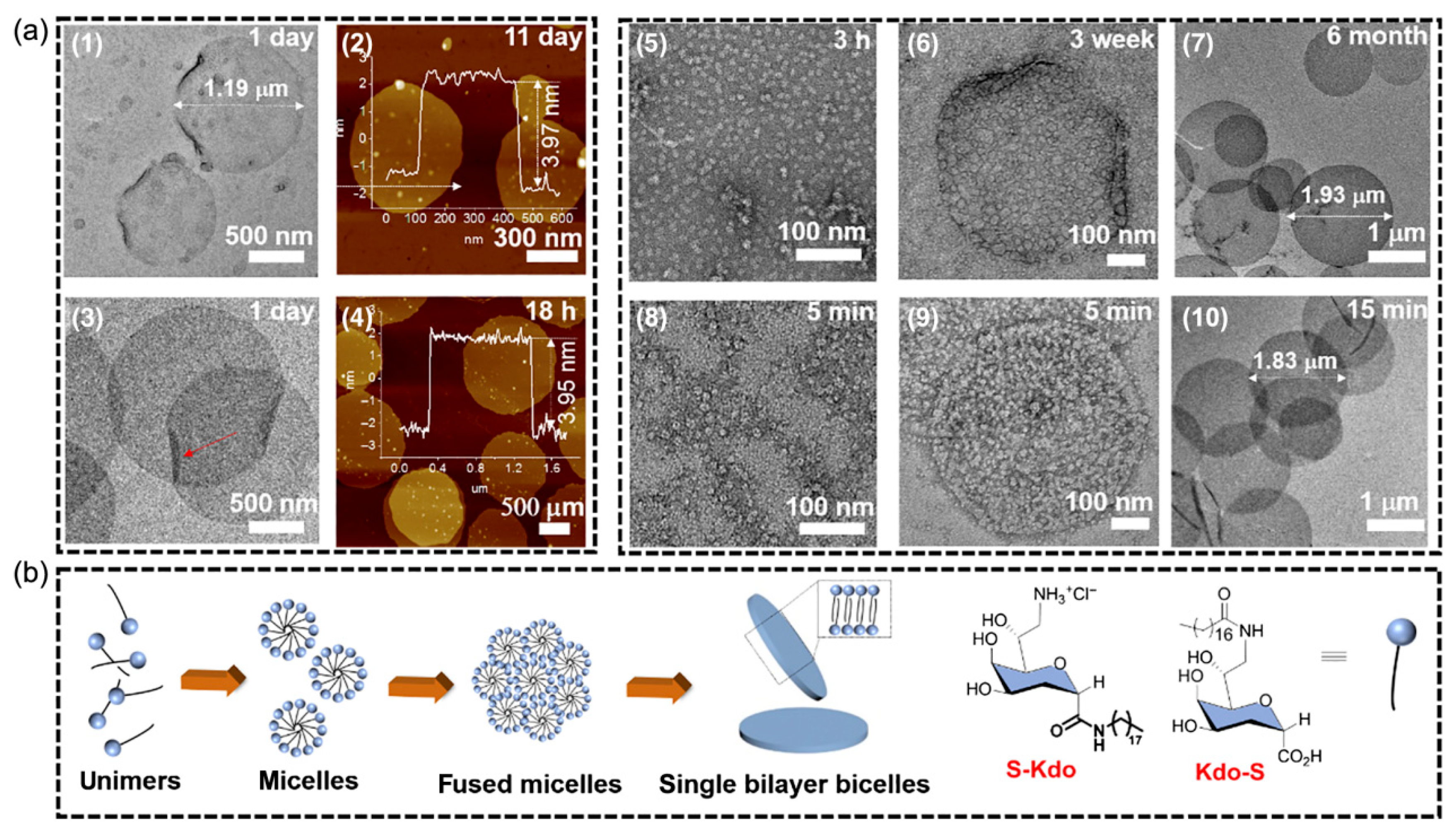 Polymers 16 02097 g002