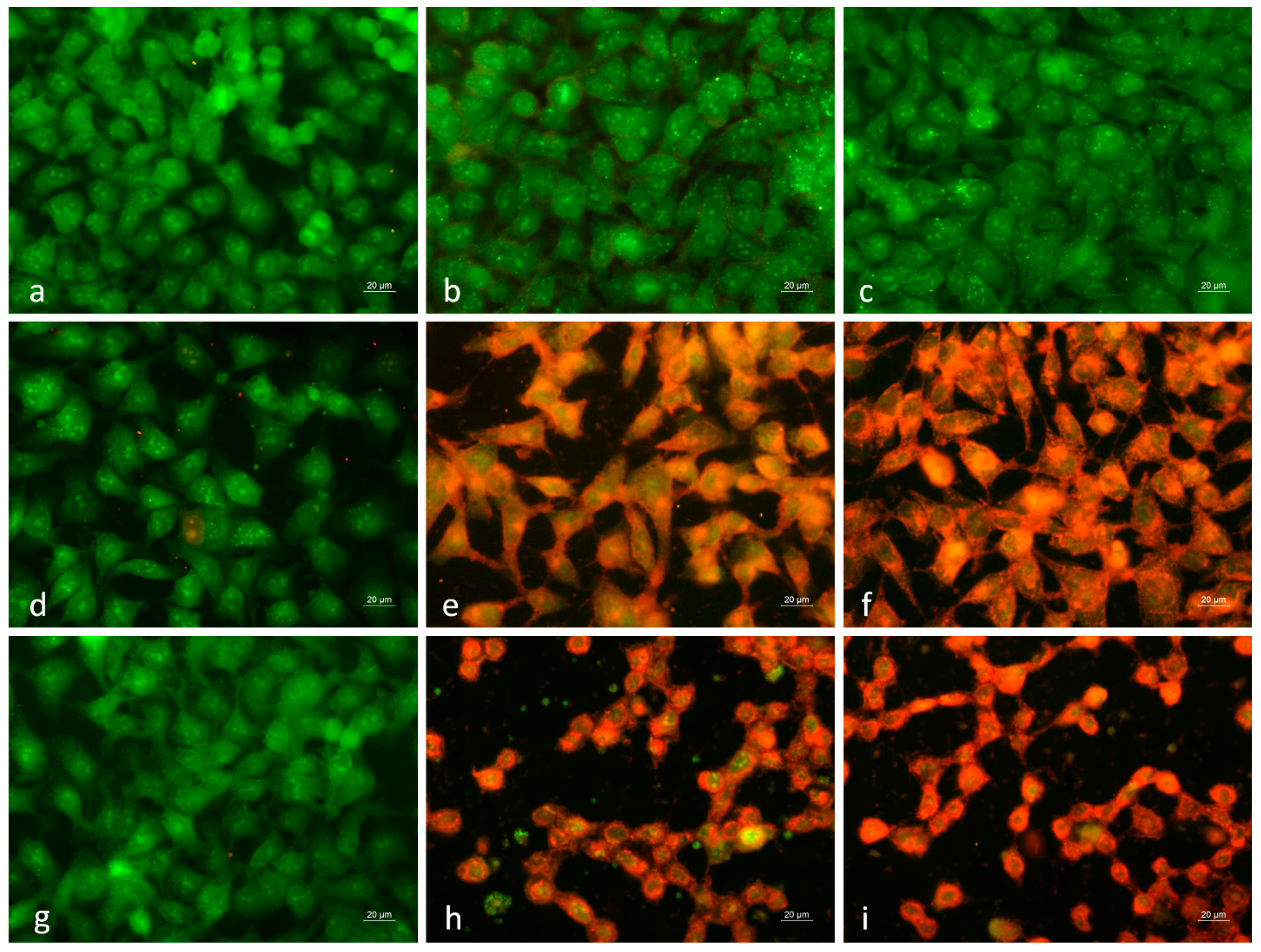 Polymers 16 02105 g010