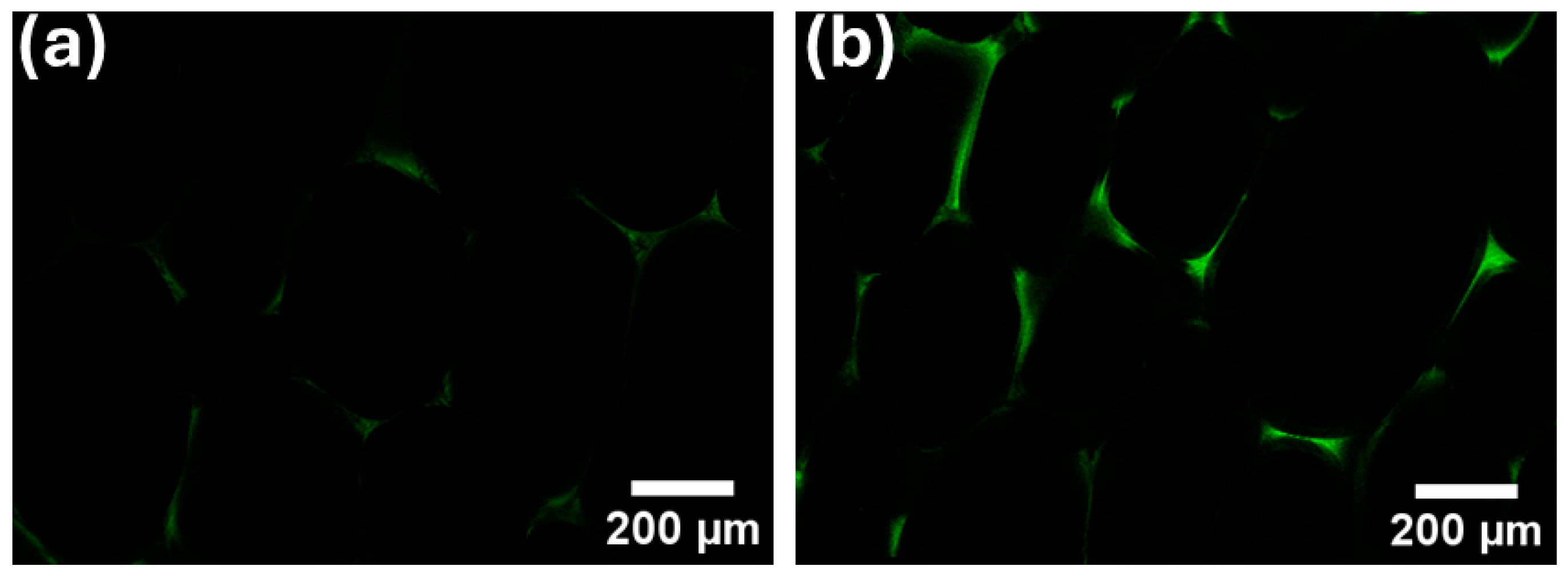 Polymers 16 02119 g003
