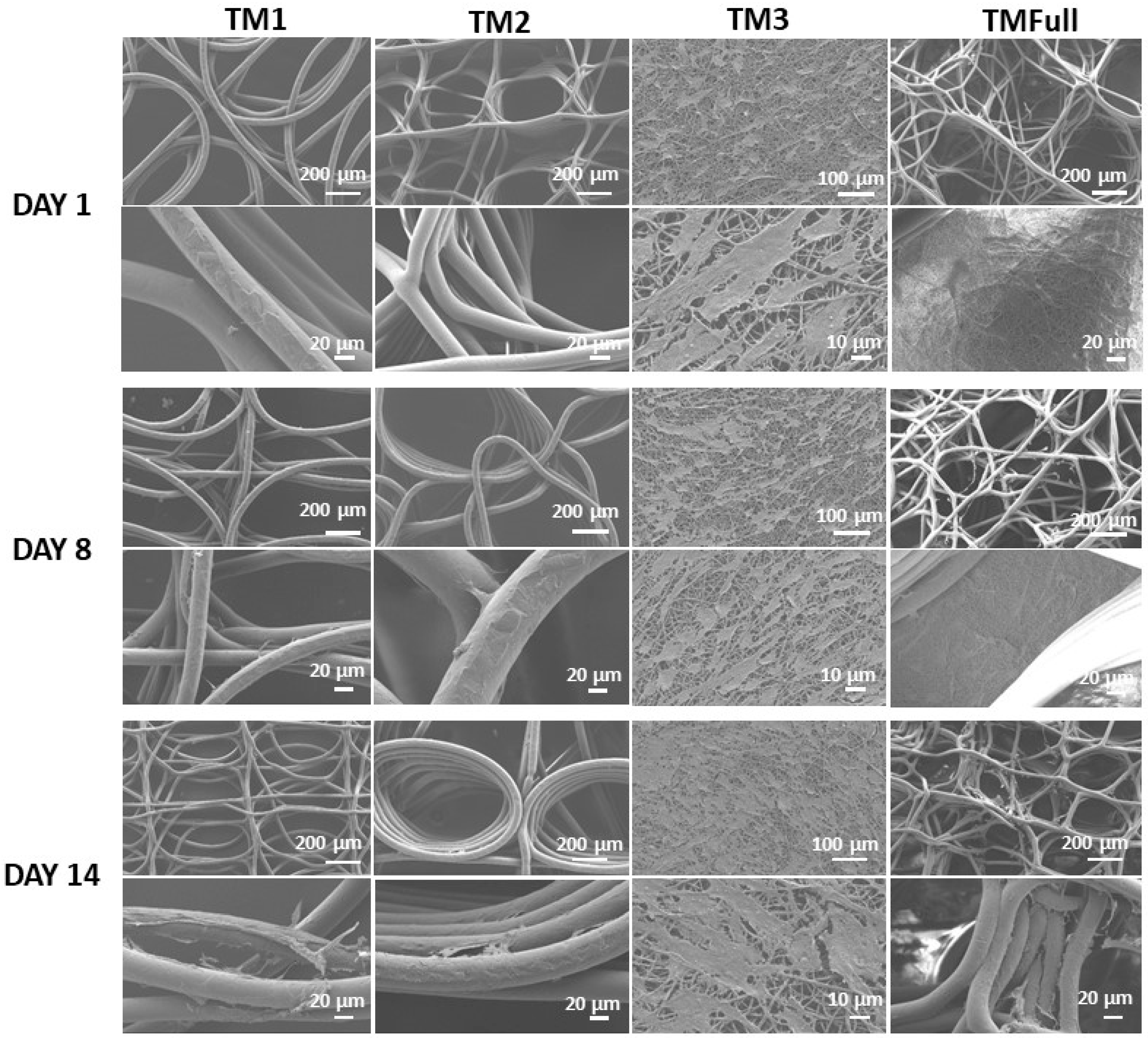 Polymers 16 02162 g004