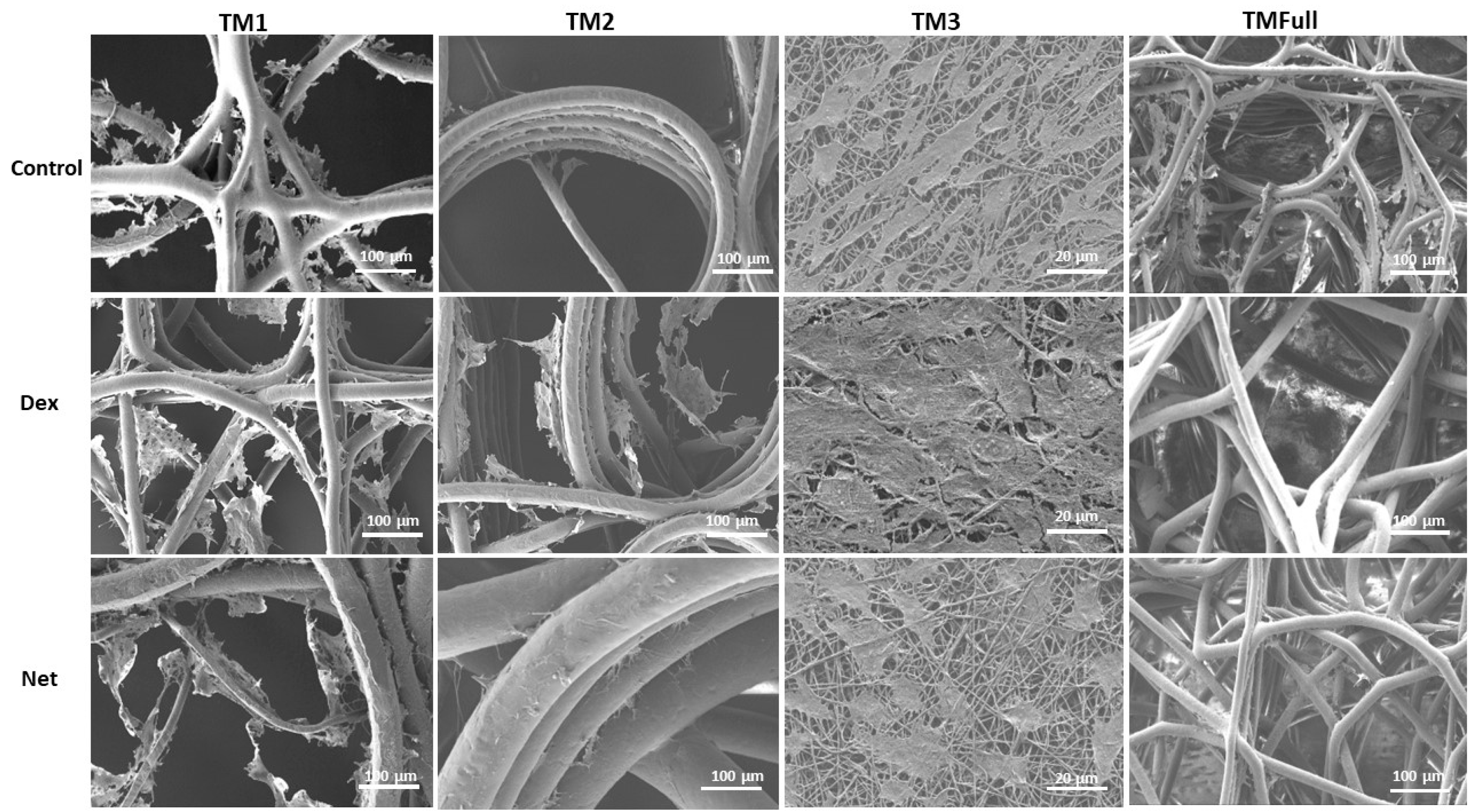 Polymers 16 02162 g006