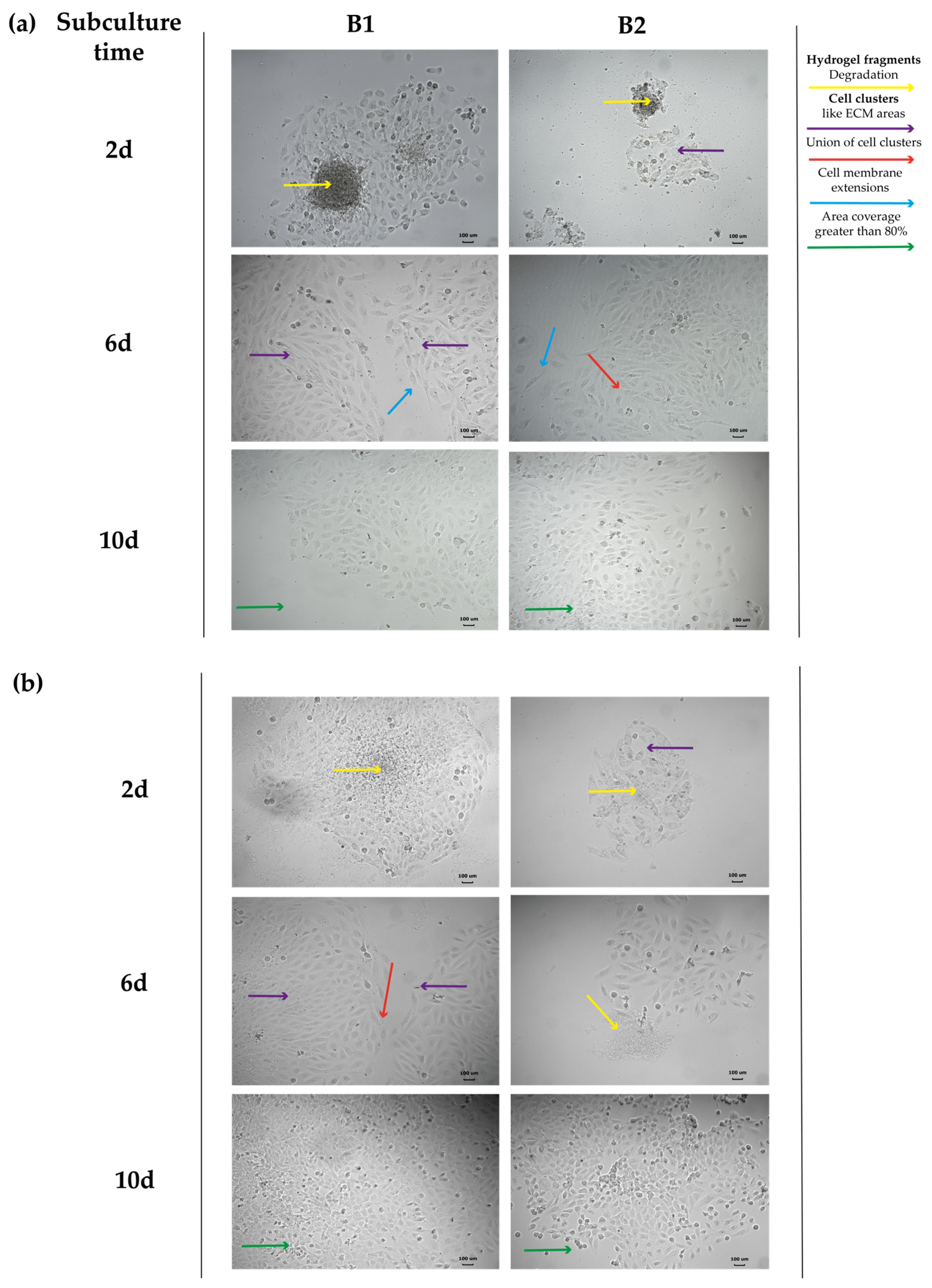 Polymers 16 02206 g009
