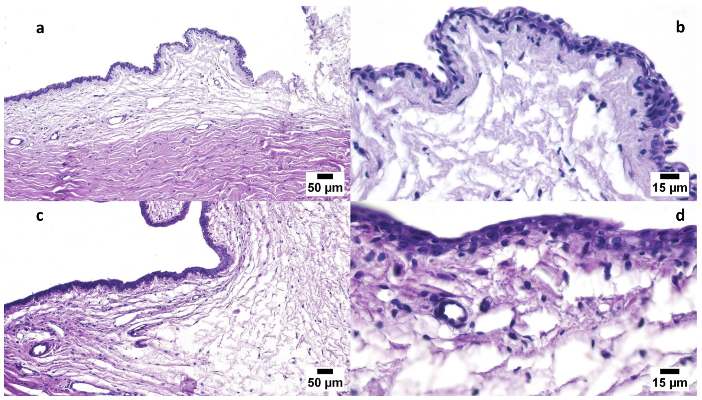 Polymers 16 02240 g006
