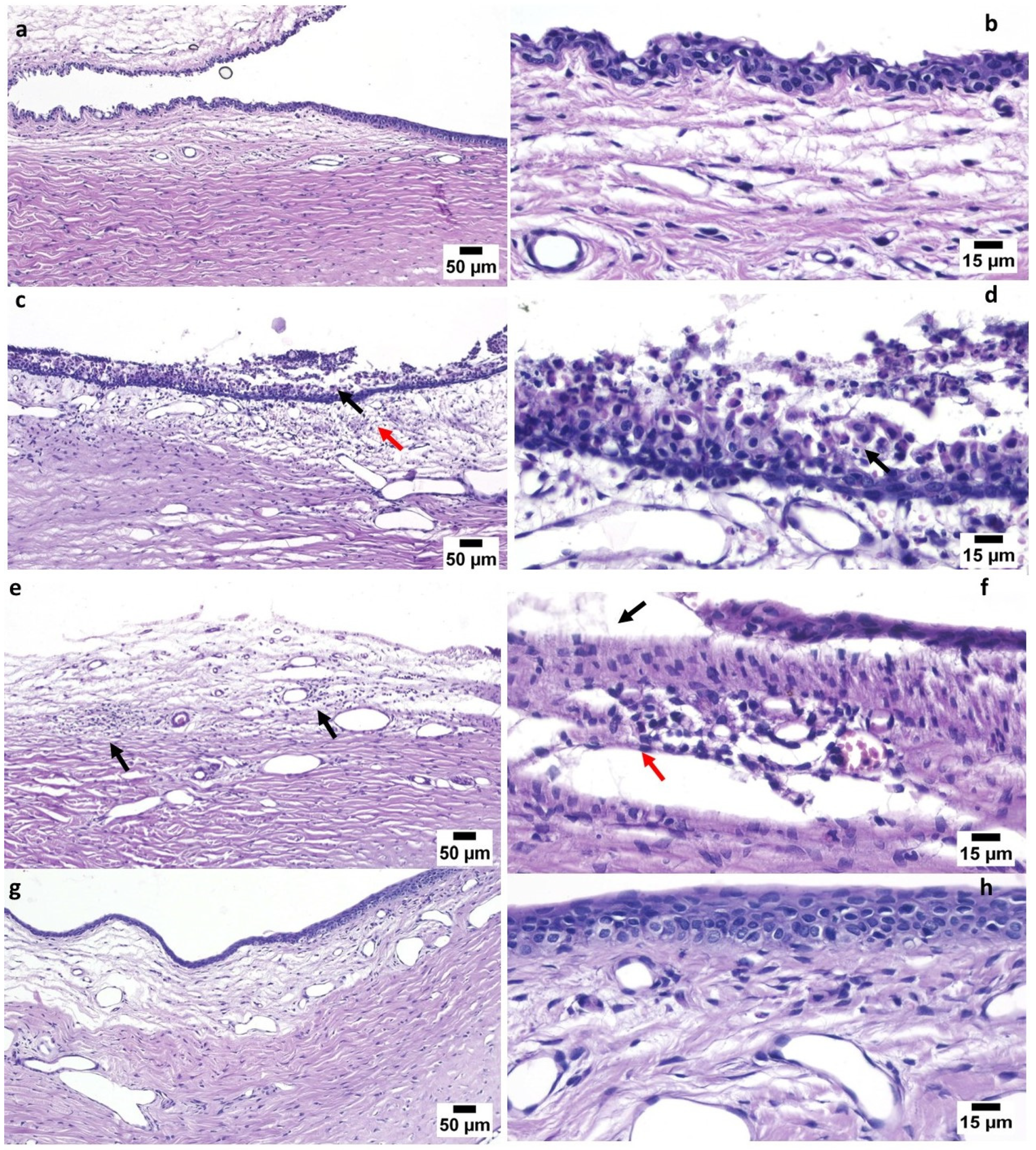 Polymers 16 02240 g008