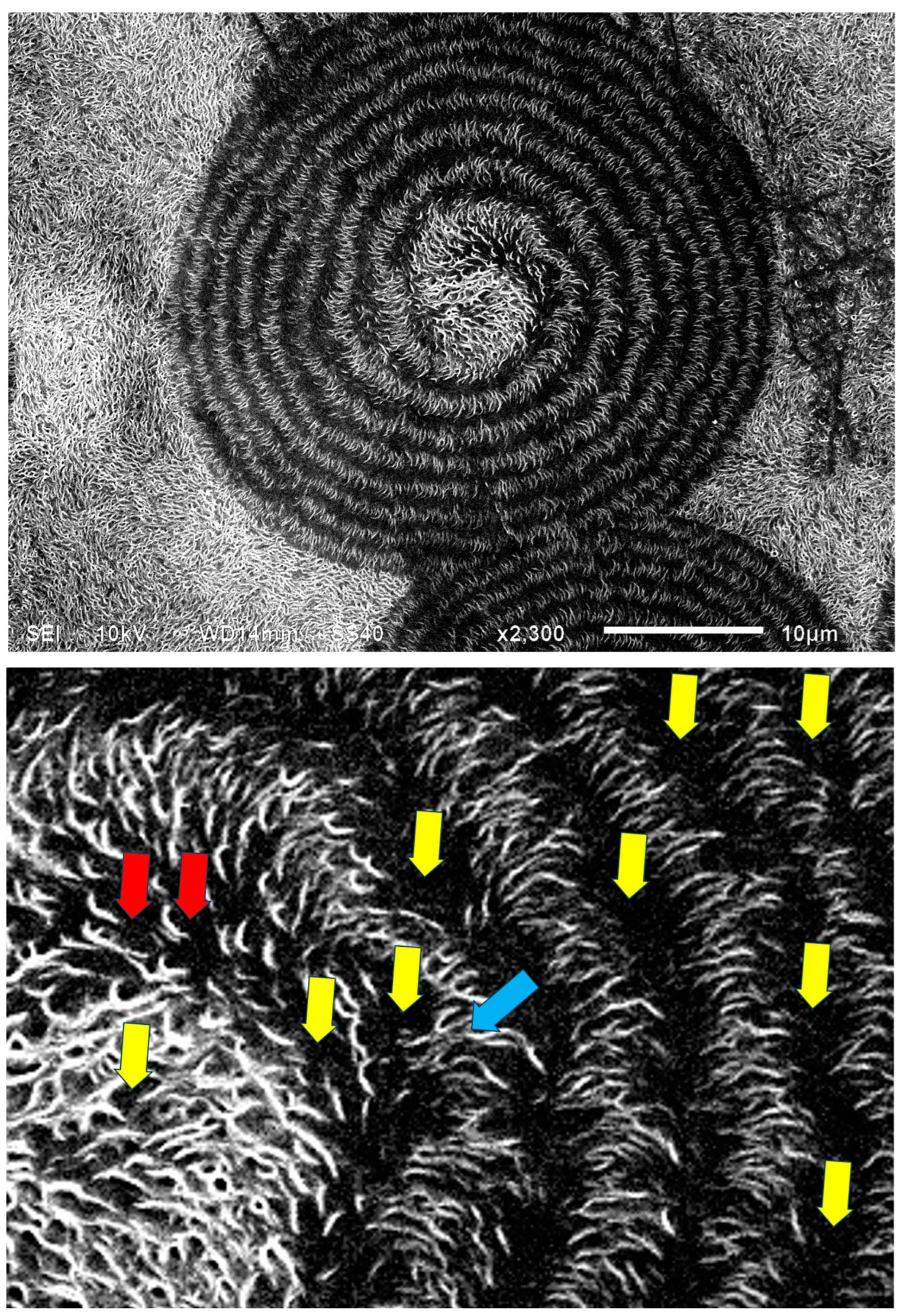 Polymers 16 02411 g022
