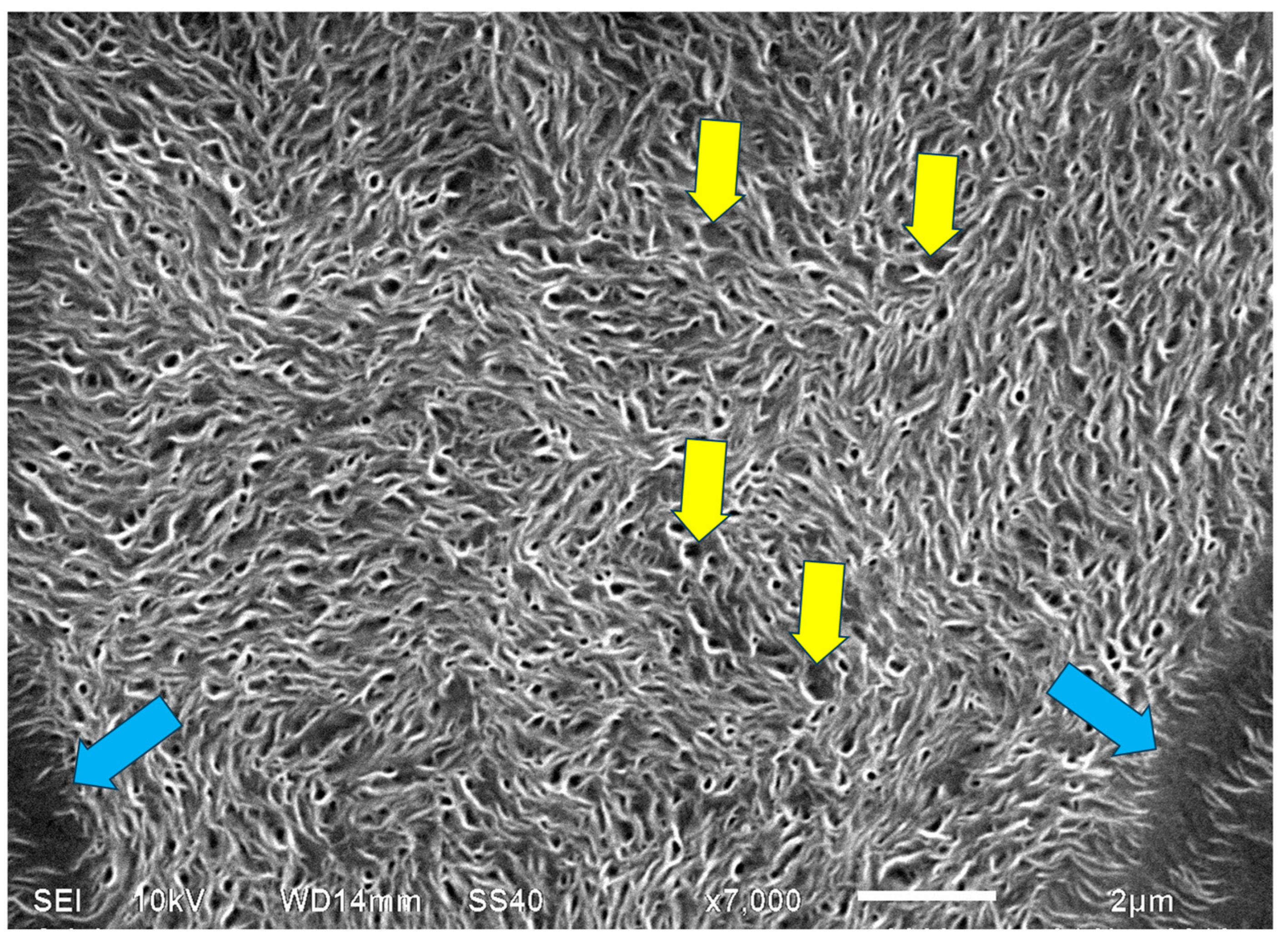 Polymers 16 02411 g023