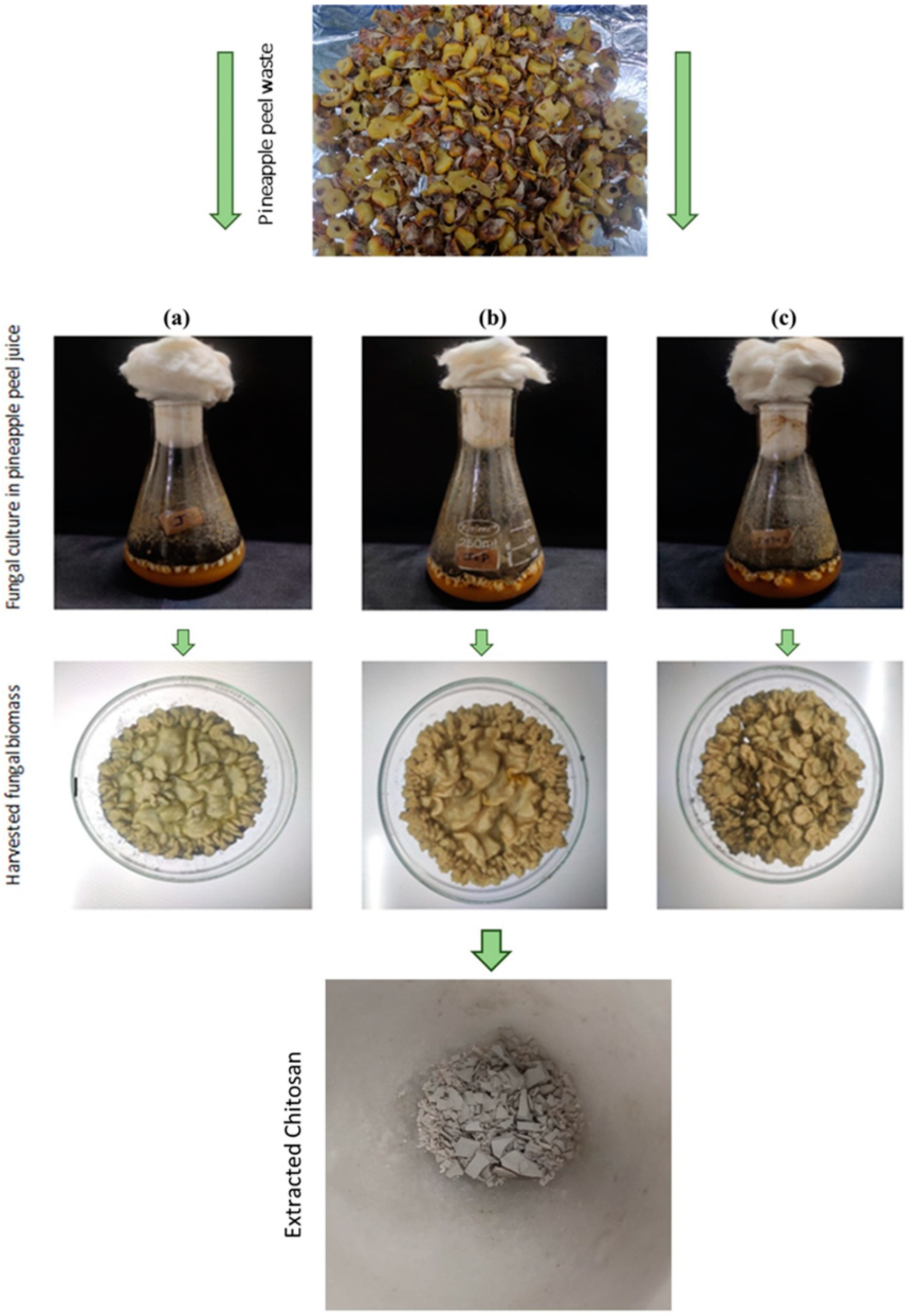 Polymers 16 02455 g001
