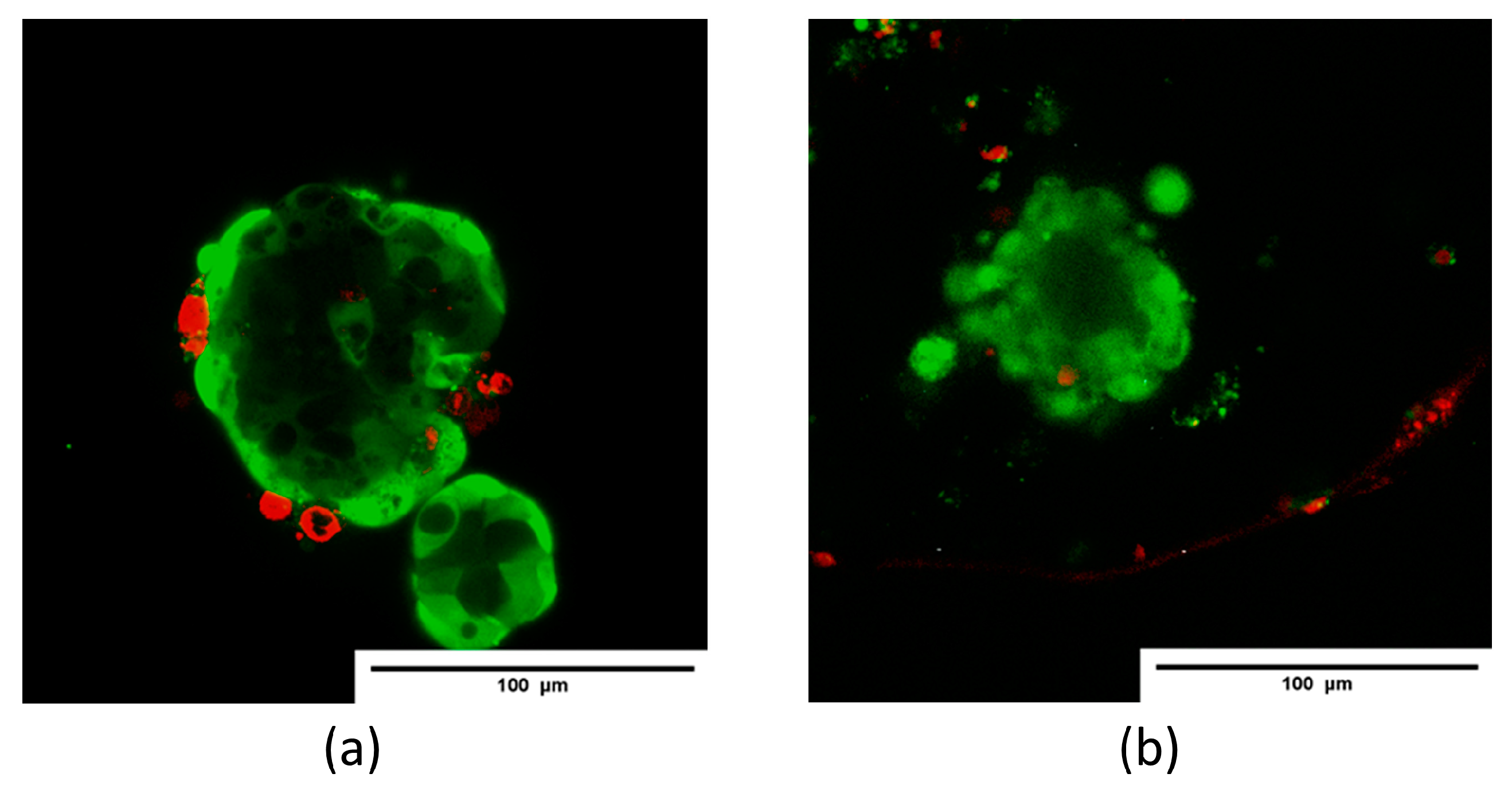 Polymers 16 02479 g011