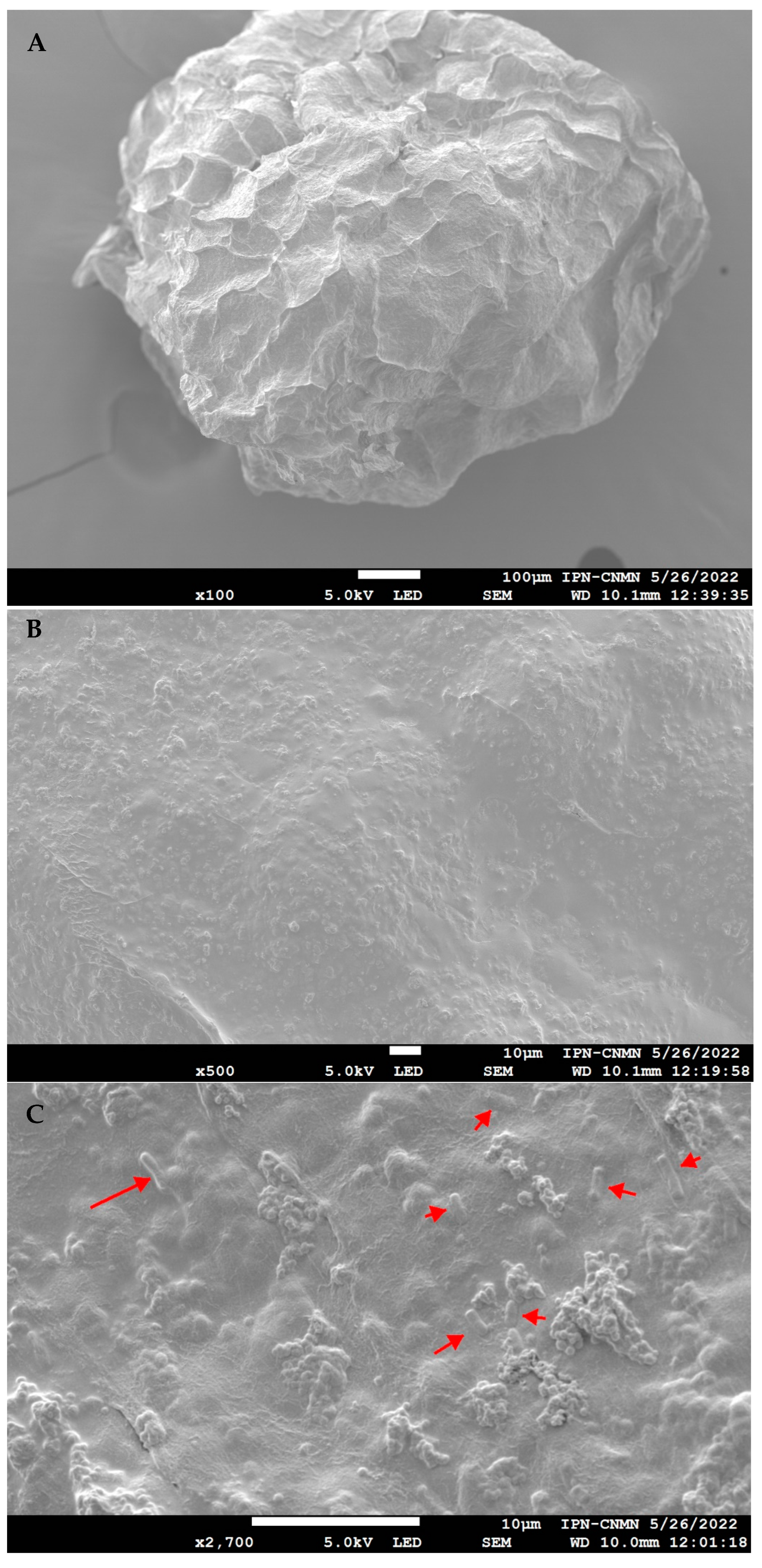 Polymers 16 02492 g003