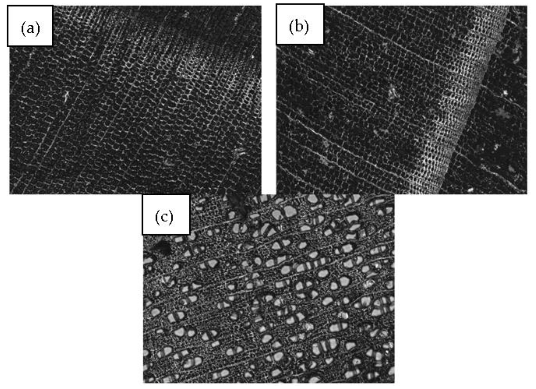 Polymers 16 02493 g004
