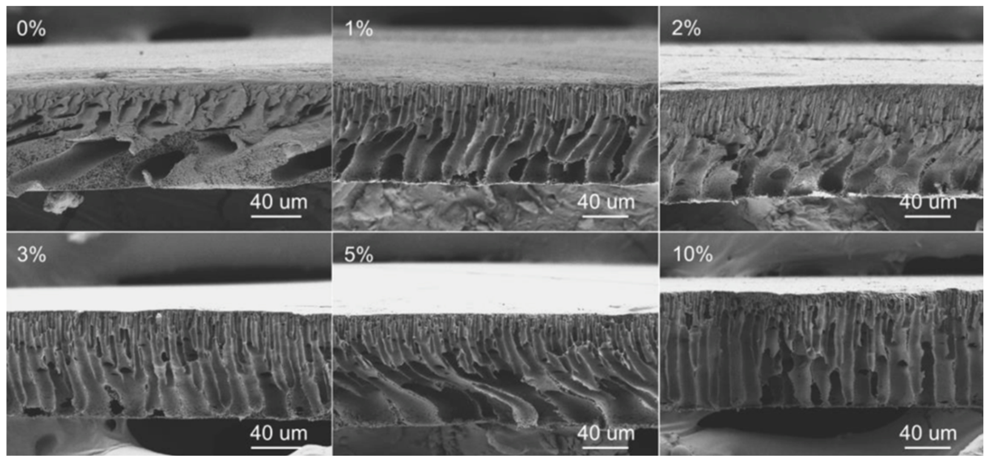 Polymers 16 02604 g012
