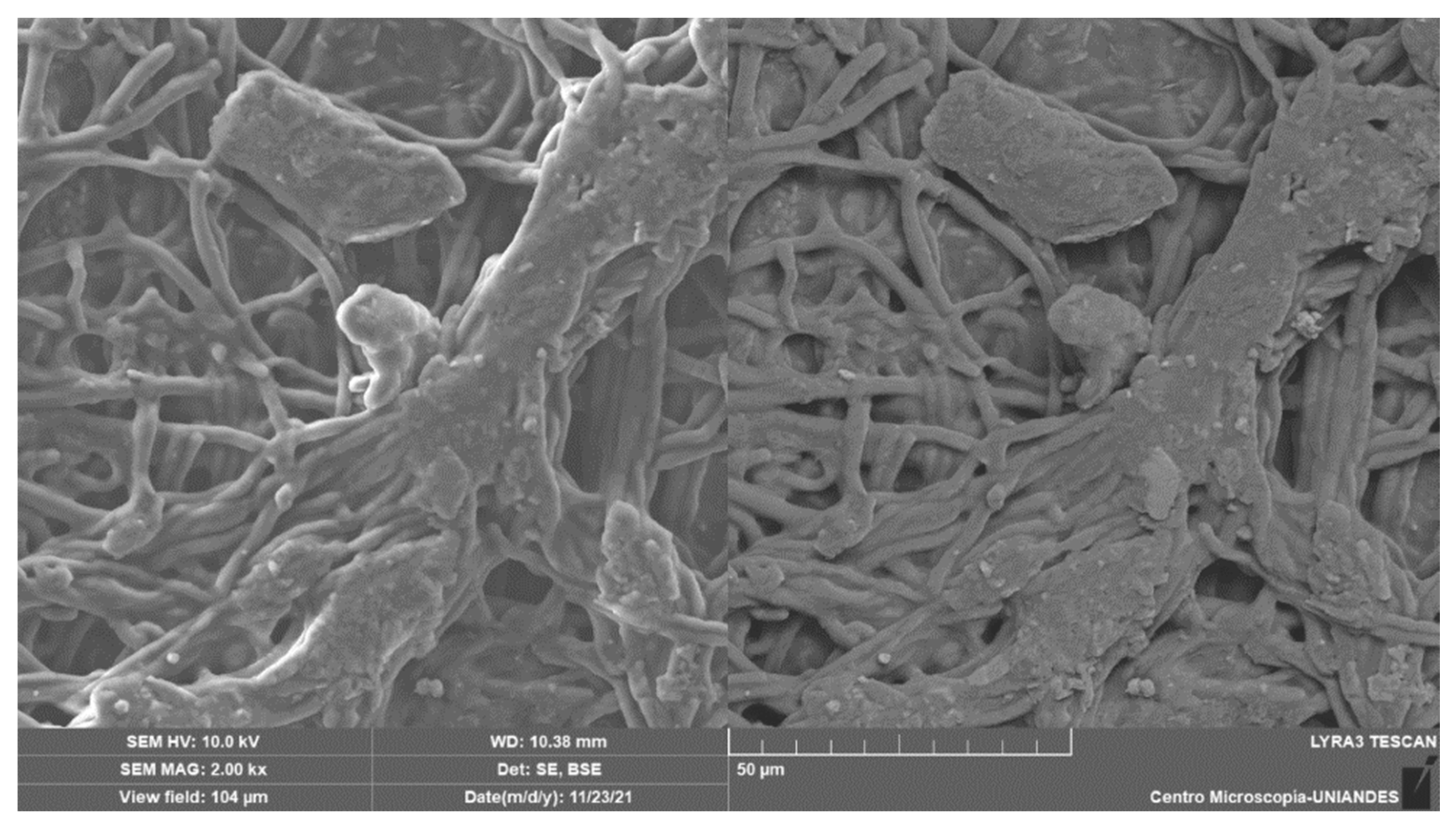 Polymers 16 02605 g010