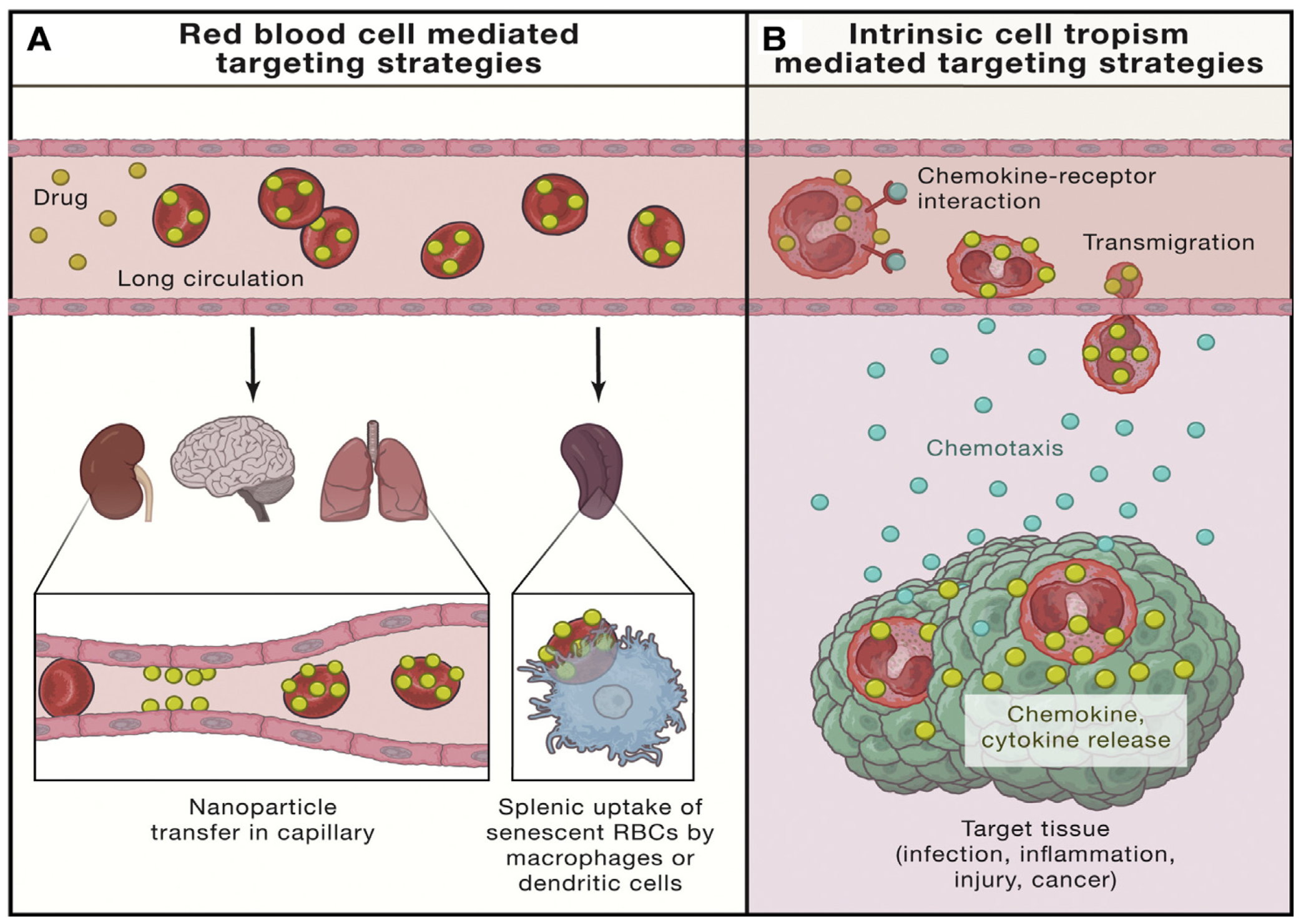 Polymers 16 02629 g021 Polymers 16 02629 g021