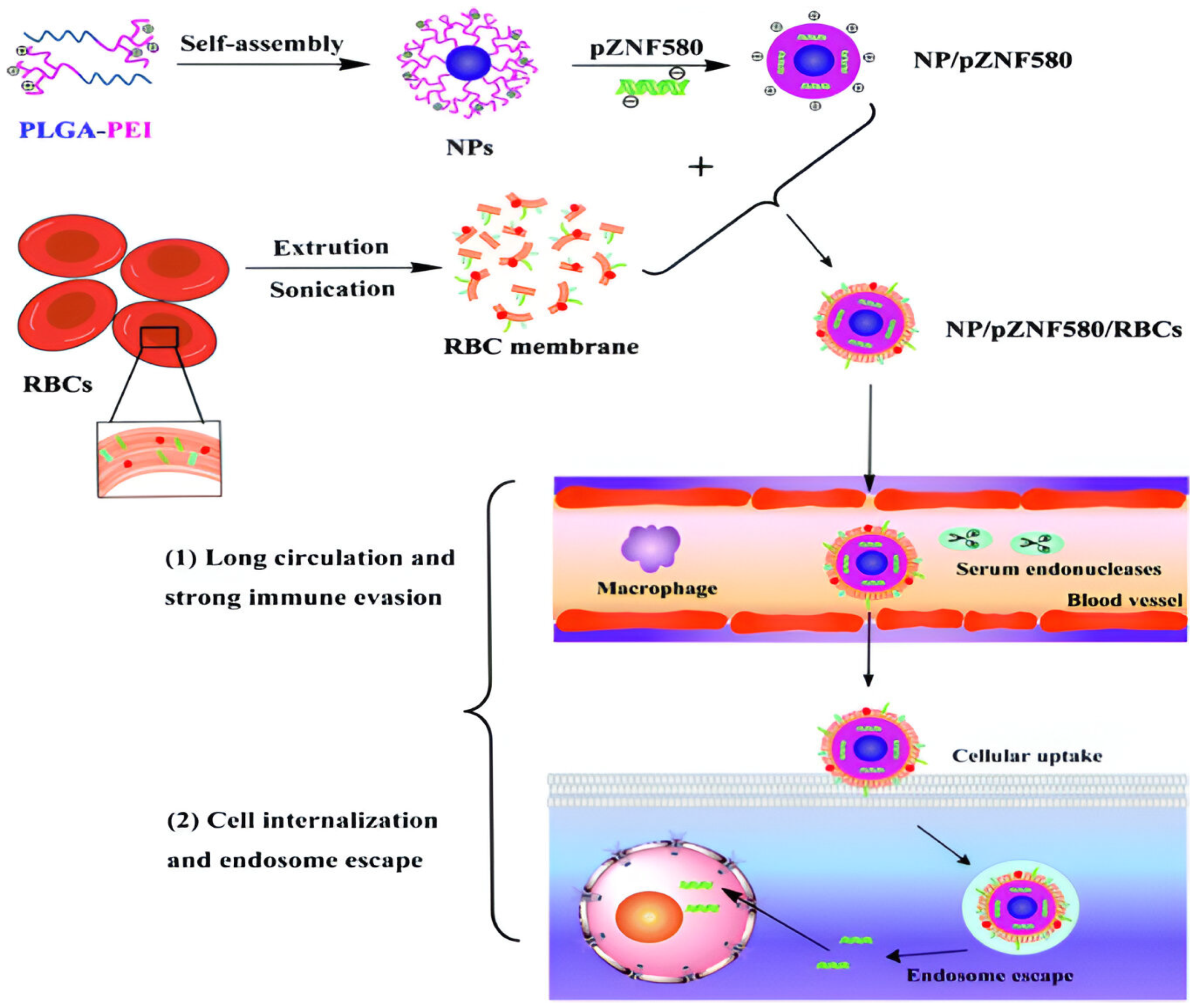 Polymers 16 02629 g022 Polymers 16 02629 g022