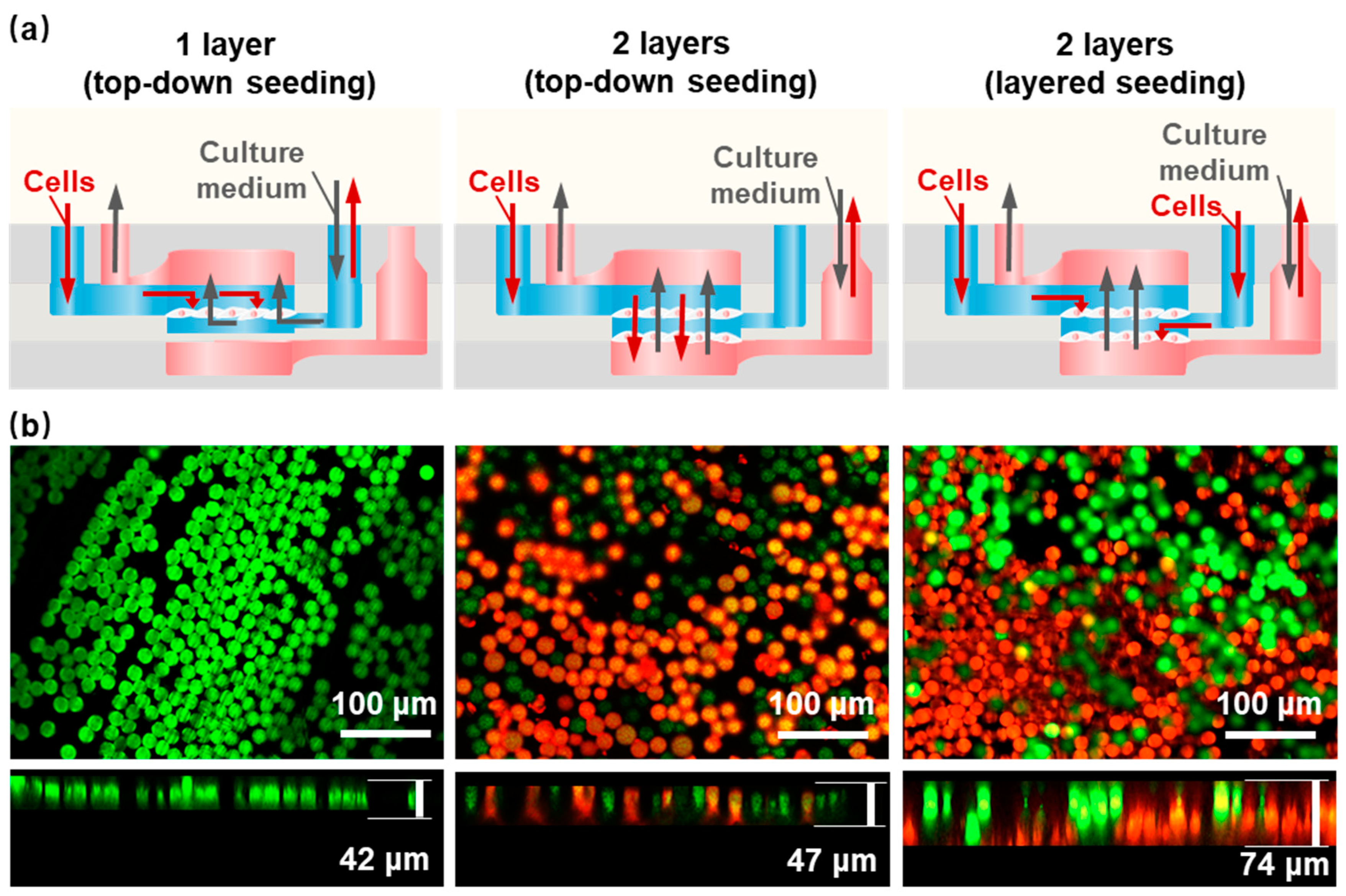 Polymers 16 02664 g003