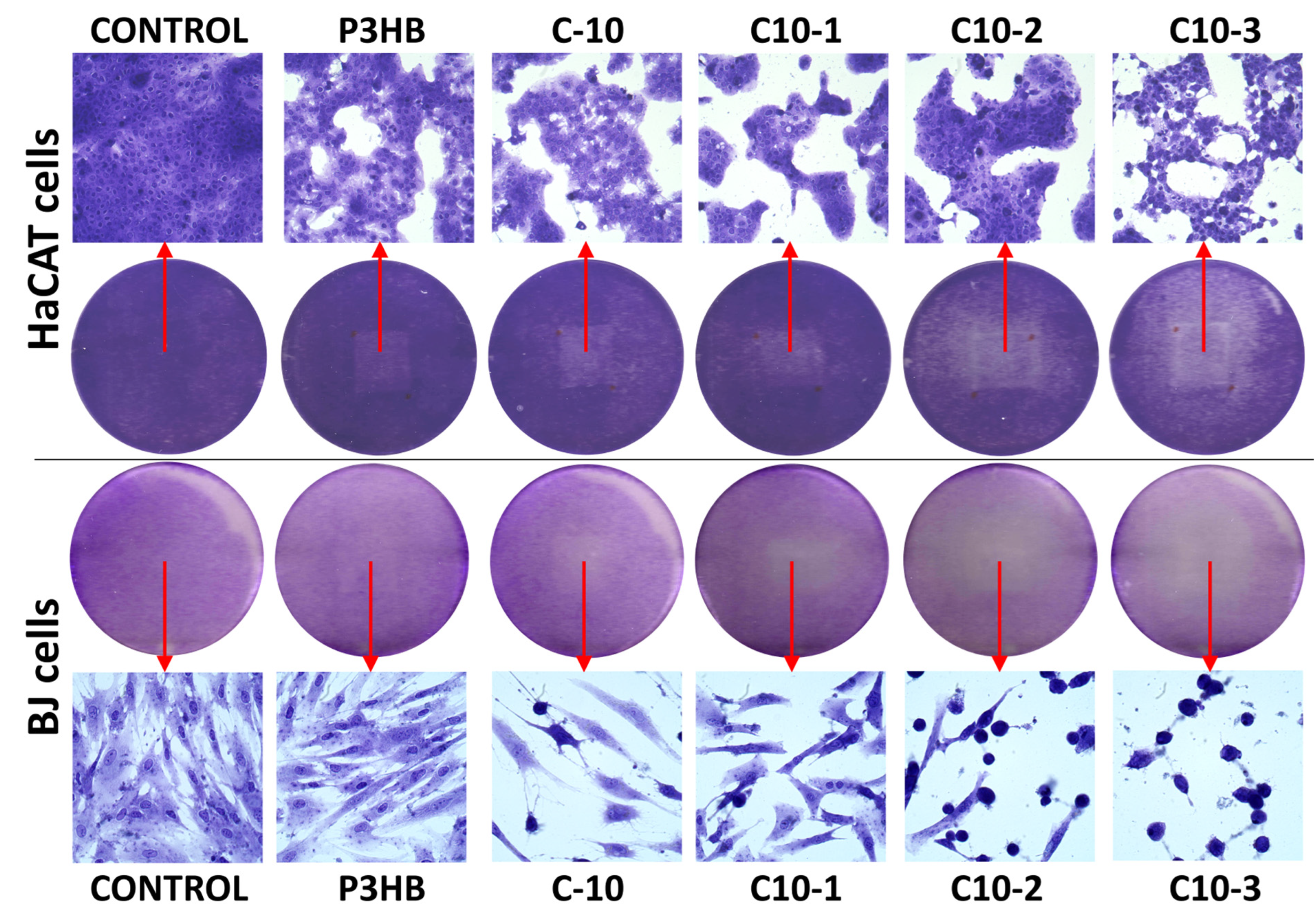 Polymers 16 02681 g008