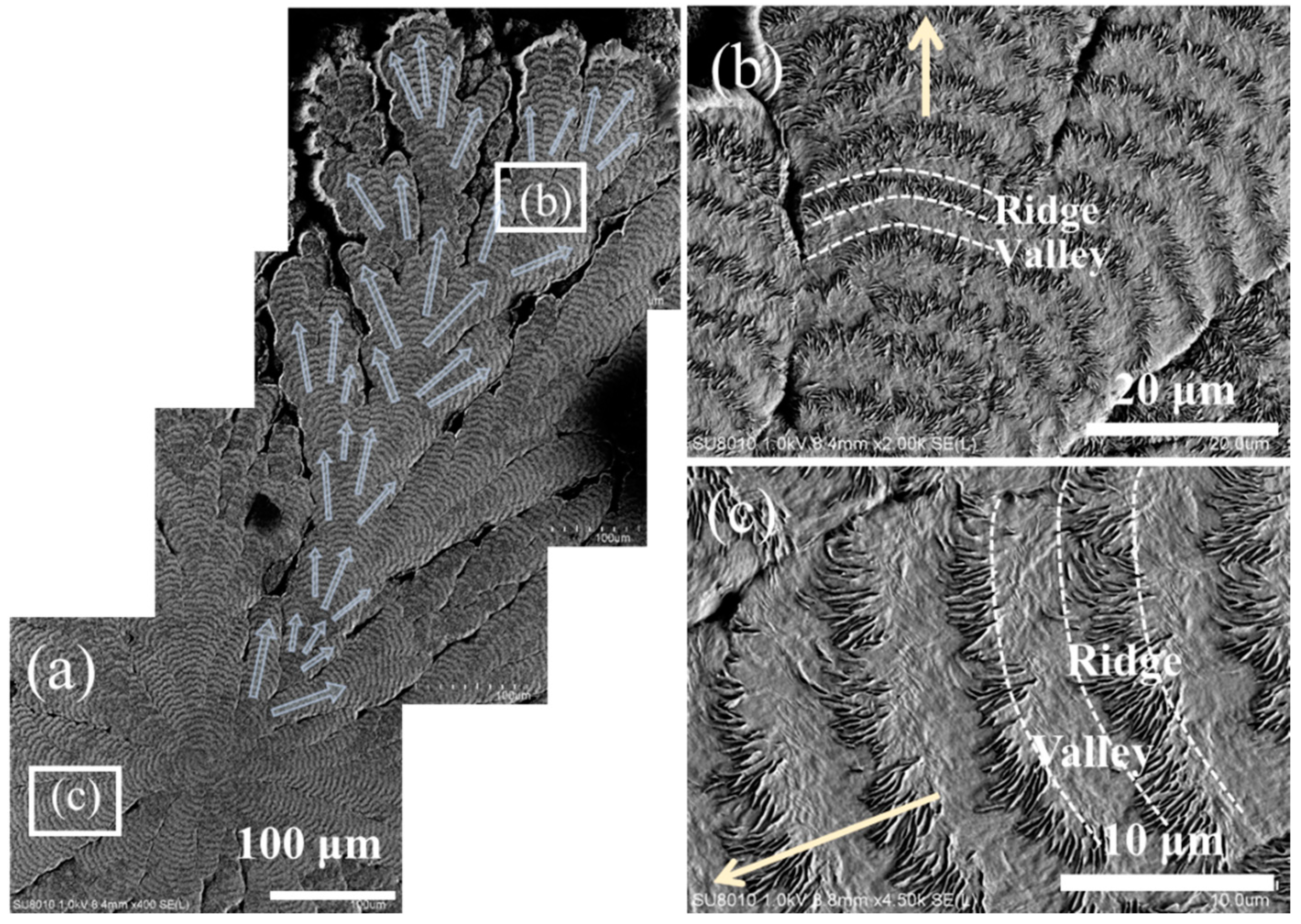 Polymers 16 02736 g004