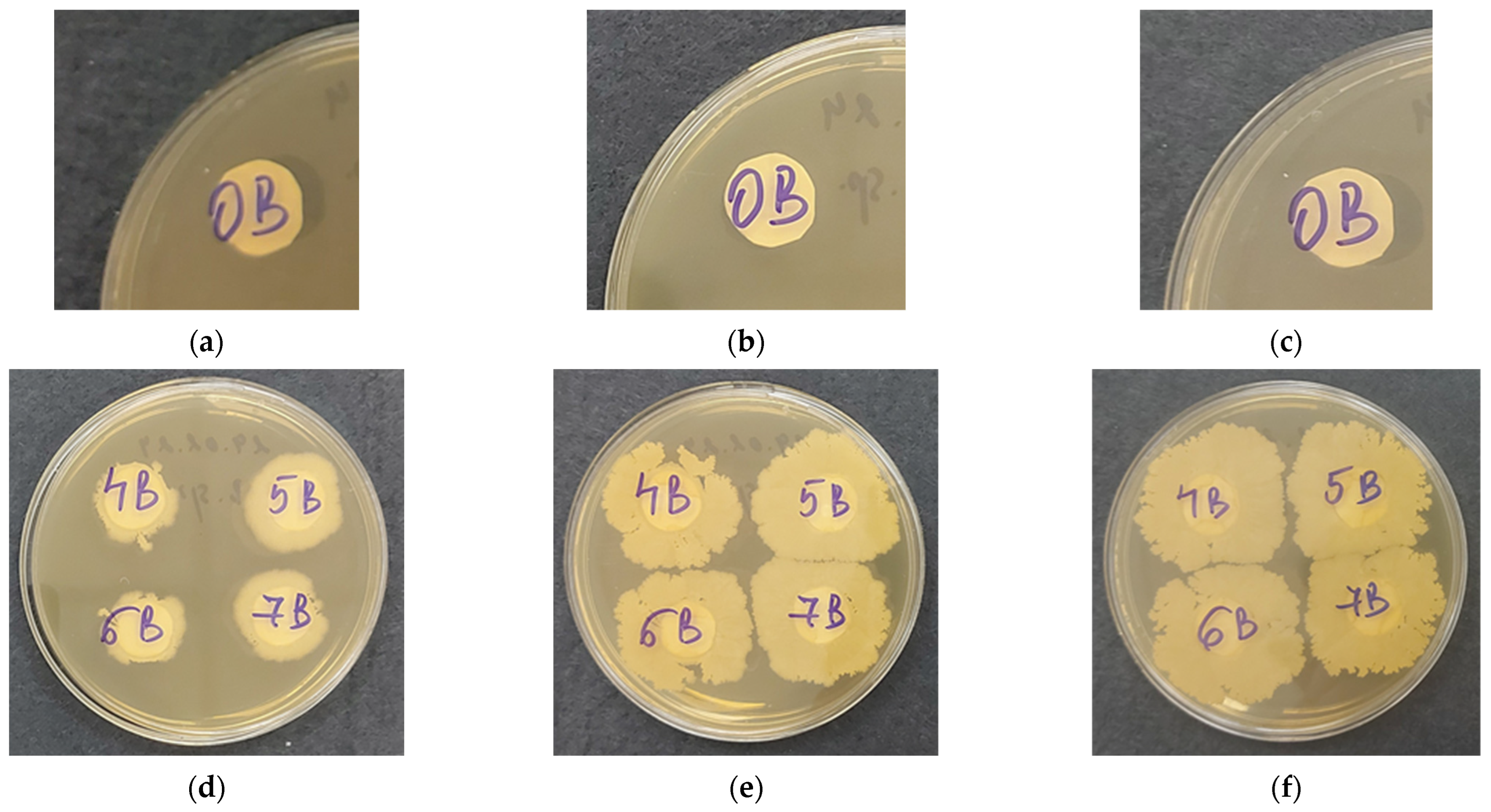 Polymers 16 02749 g007