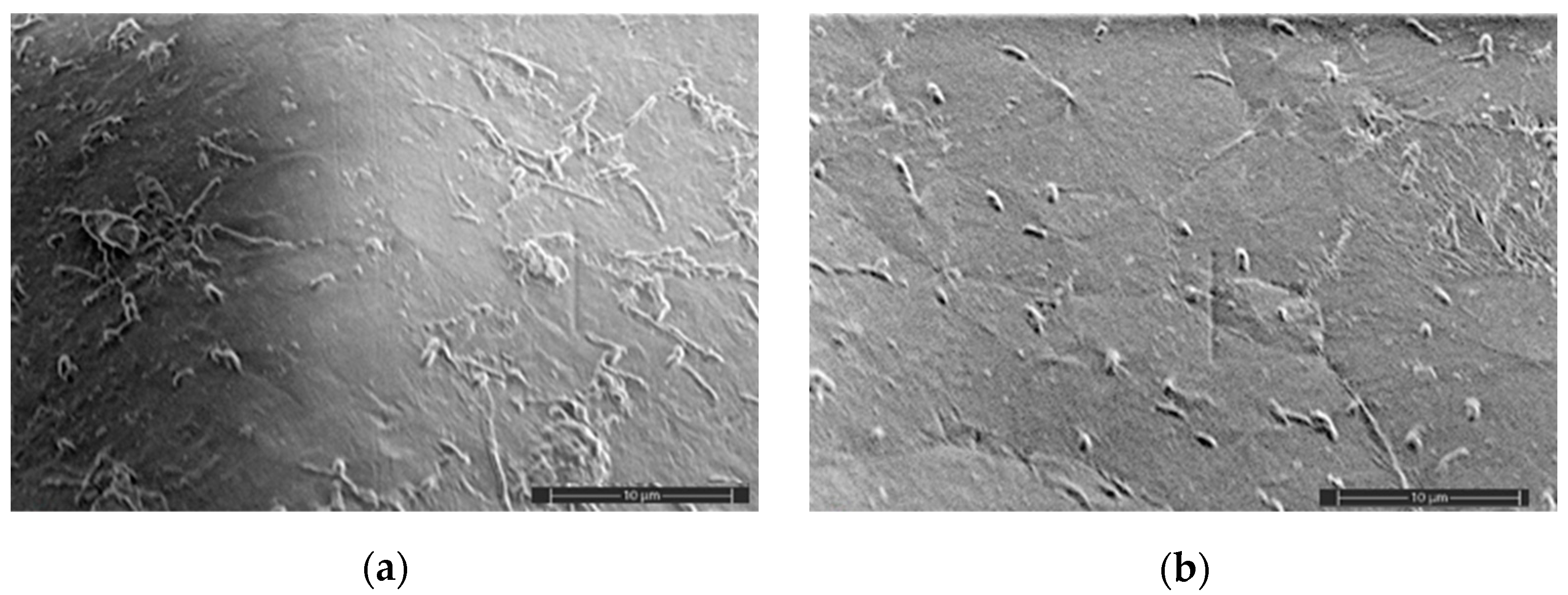 Polymers 16 02758 g004a