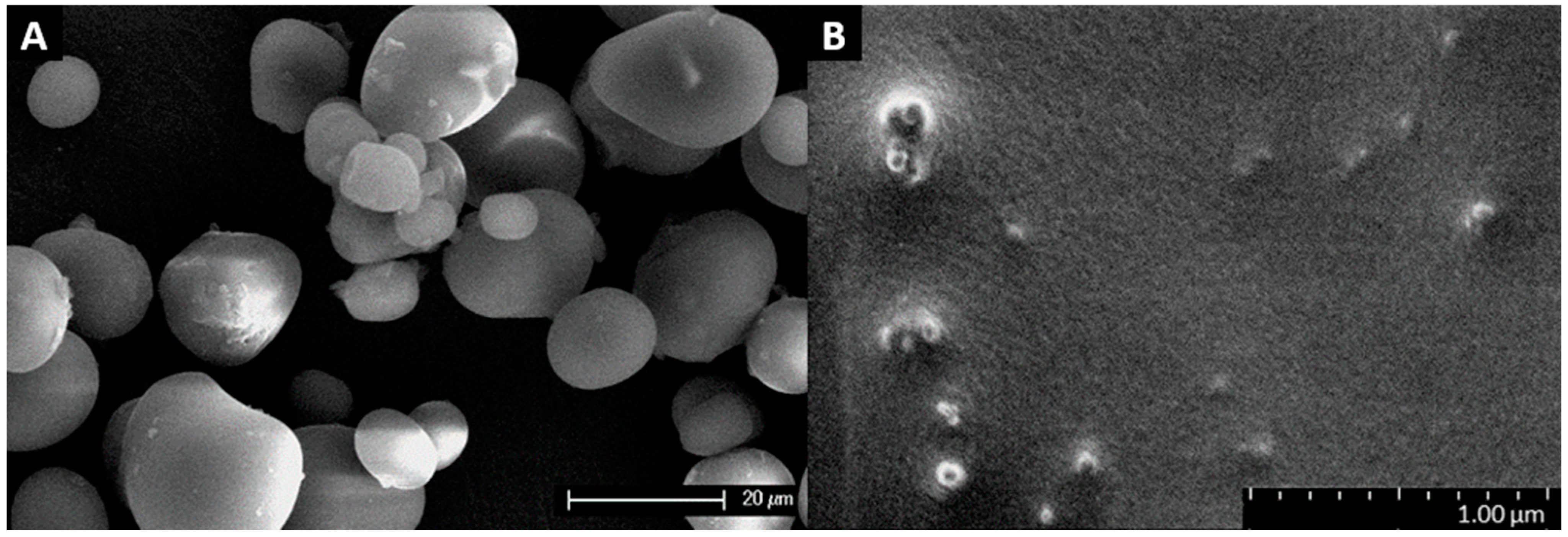 Polymers 16 02868 g002