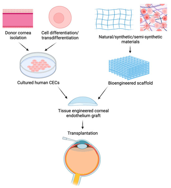 Advancements in Polymer Biomaterials as Scaffolds for