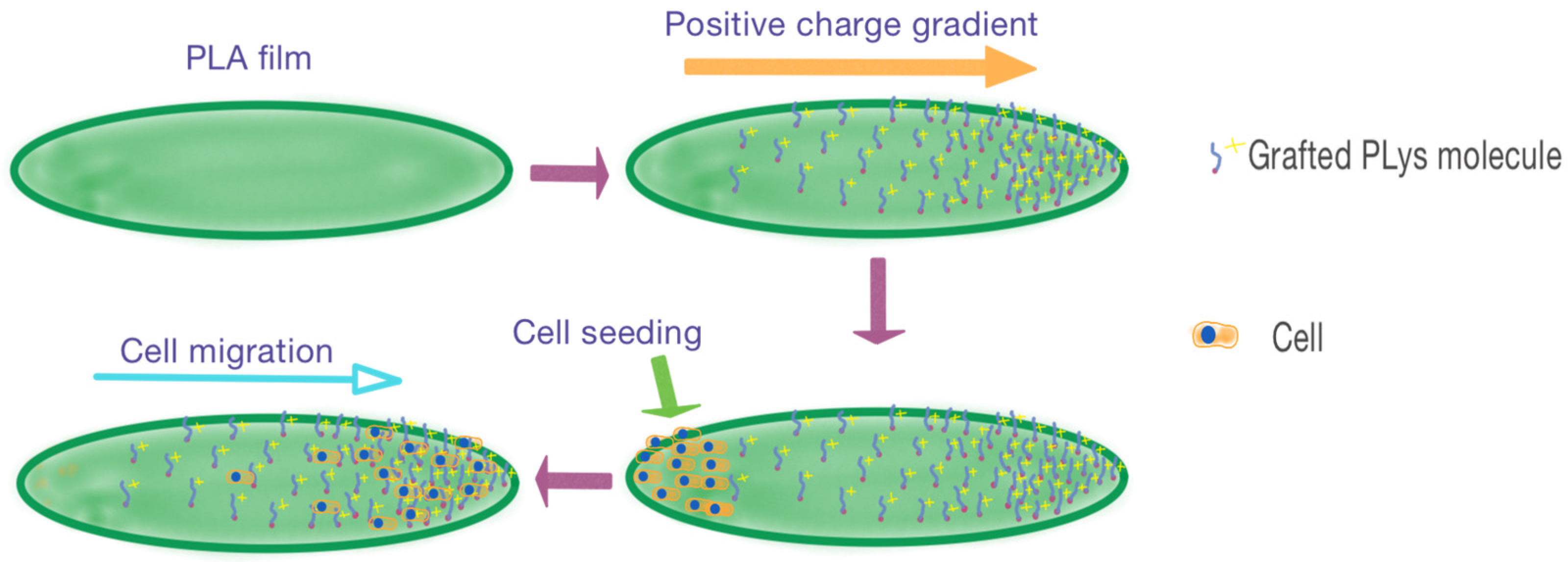 Polymers 16 02888 g001