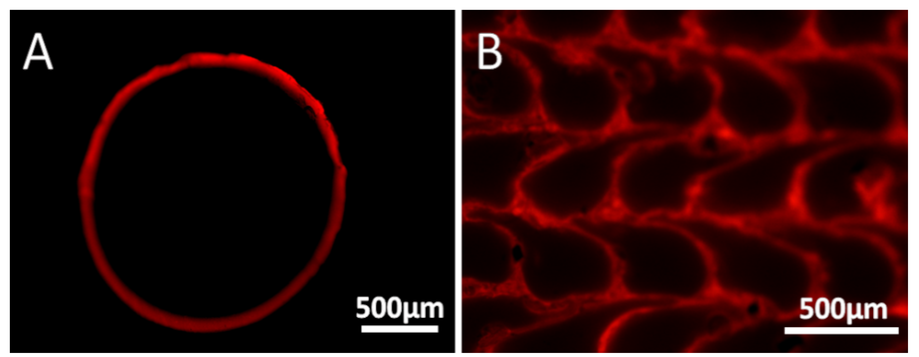 Polymers 16 02904 g004