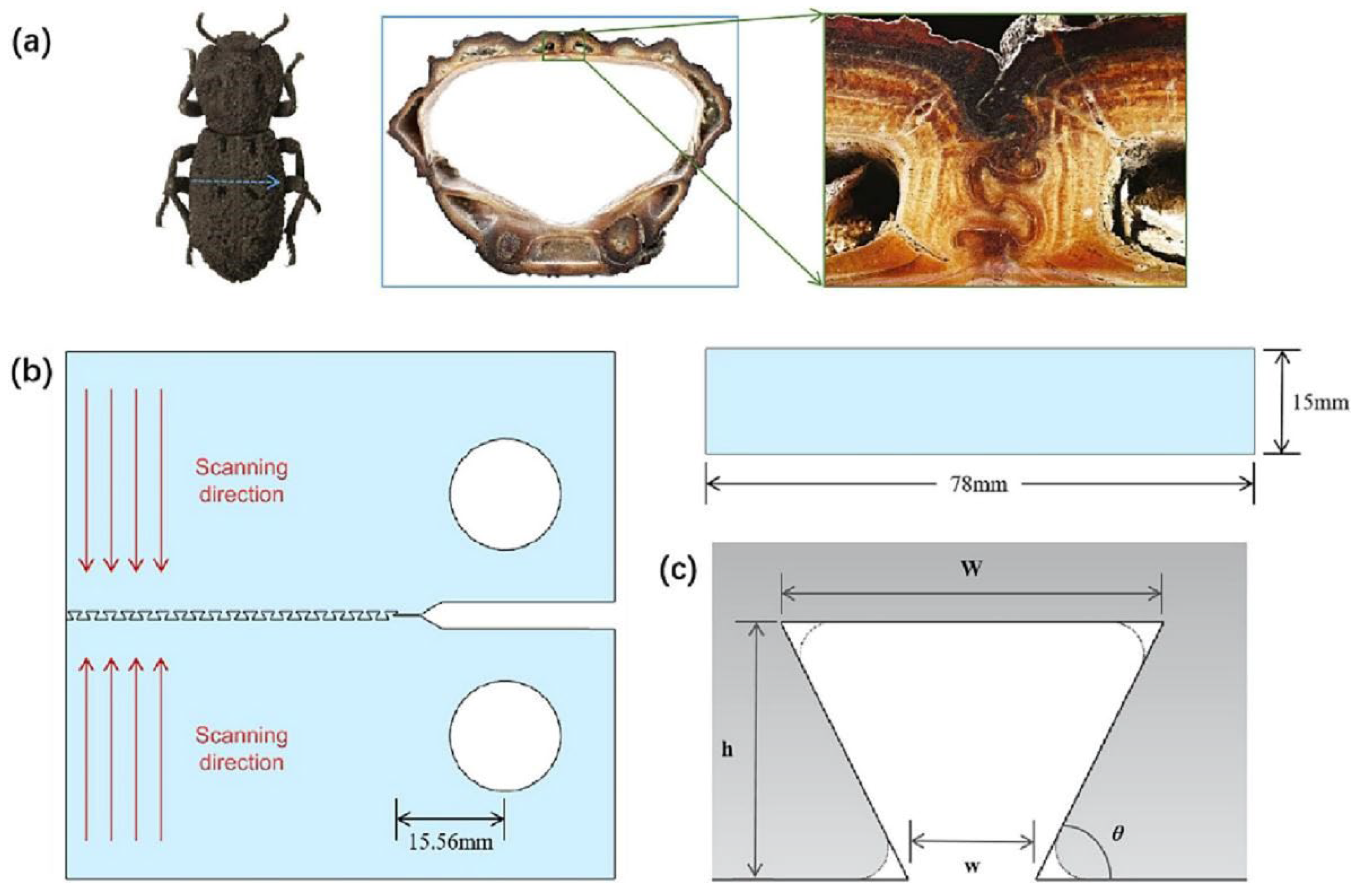 Polymers 16 02925 g010