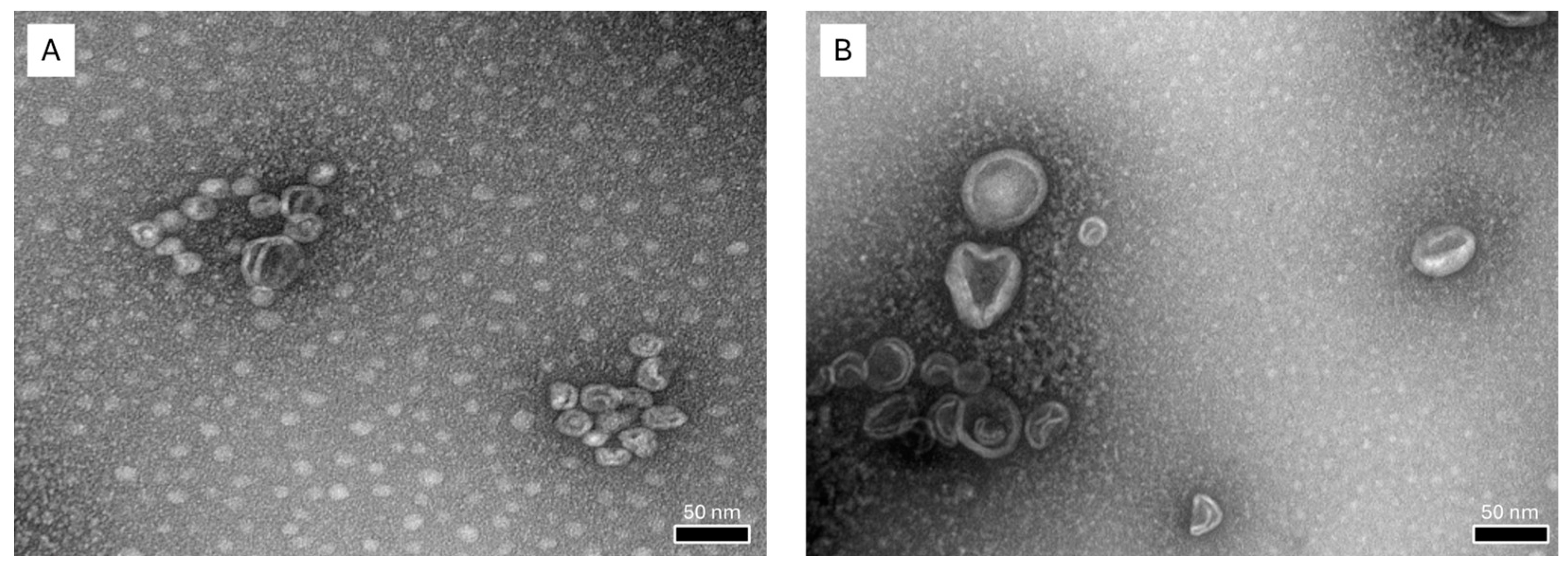 Polymers 16 02930 g001 Polymers 16 02930 g001