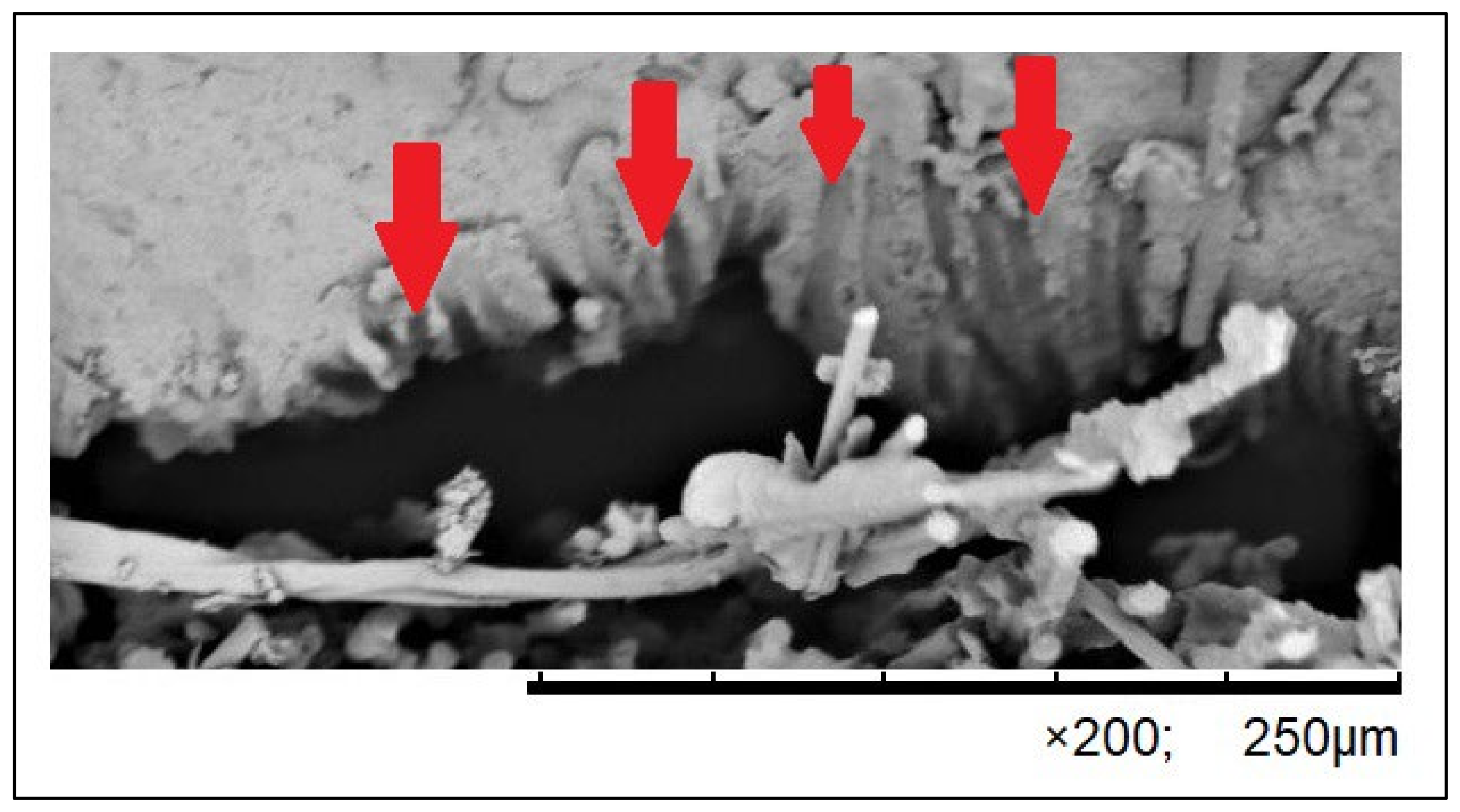 Polymers 16 02970 g002