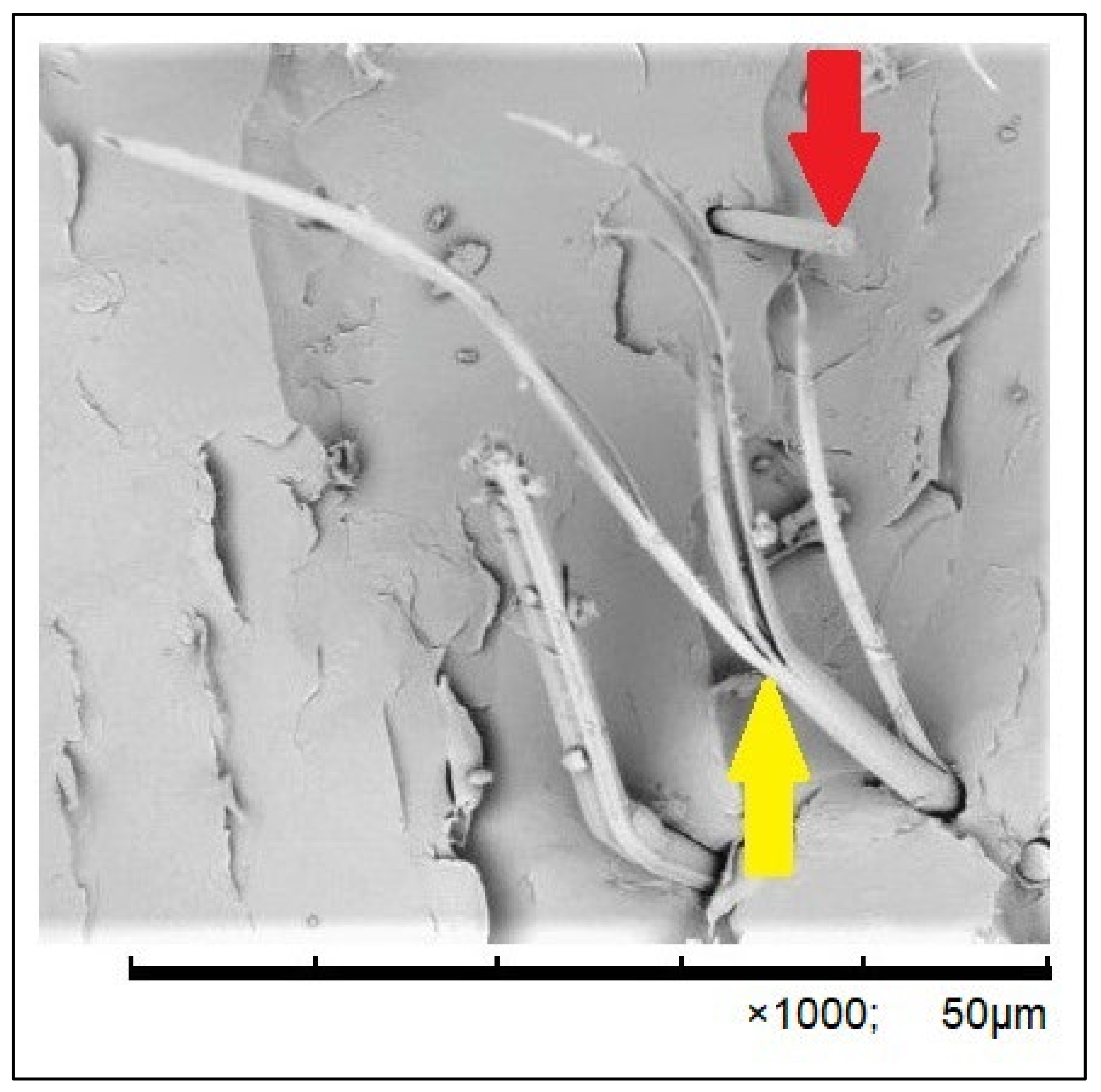 Polymers 16 02970 g004