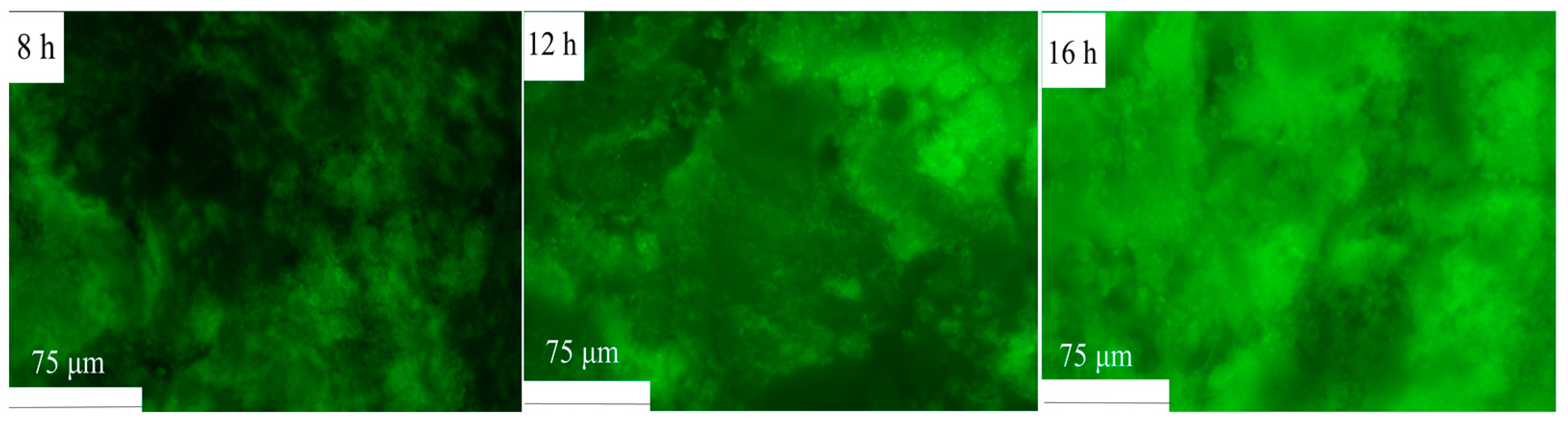 Polymers 16 03032 g010