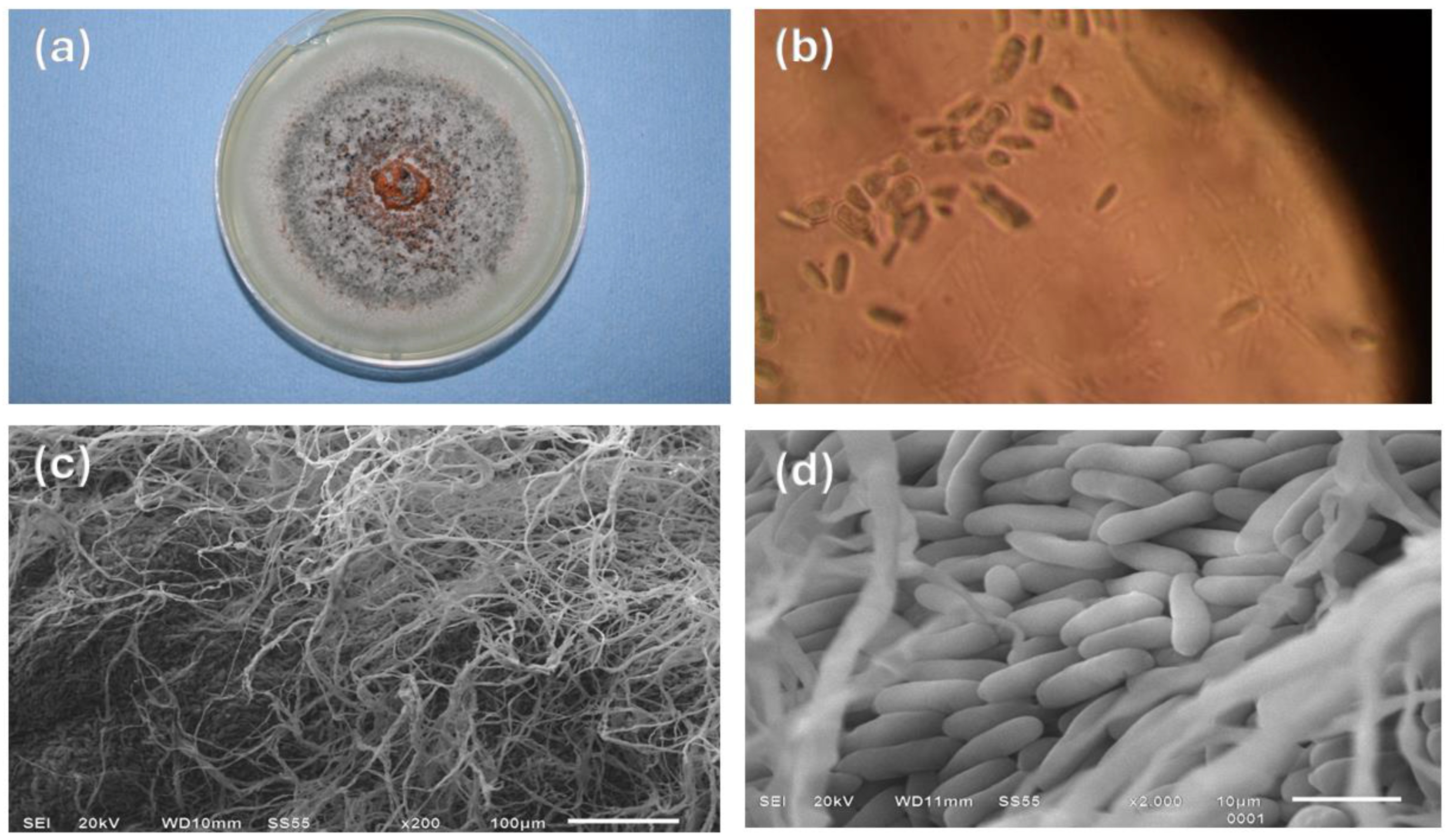 Polymers 16 03058 g005