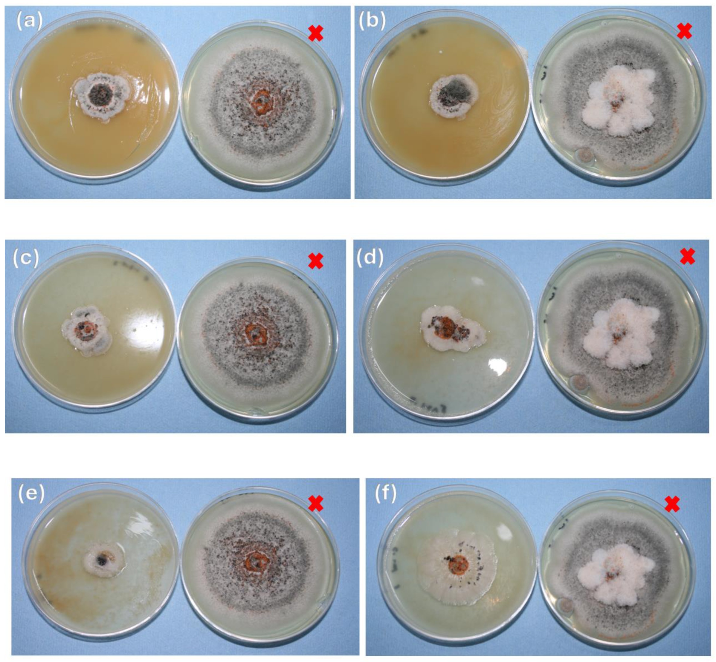 Polymers 16 03058 g006