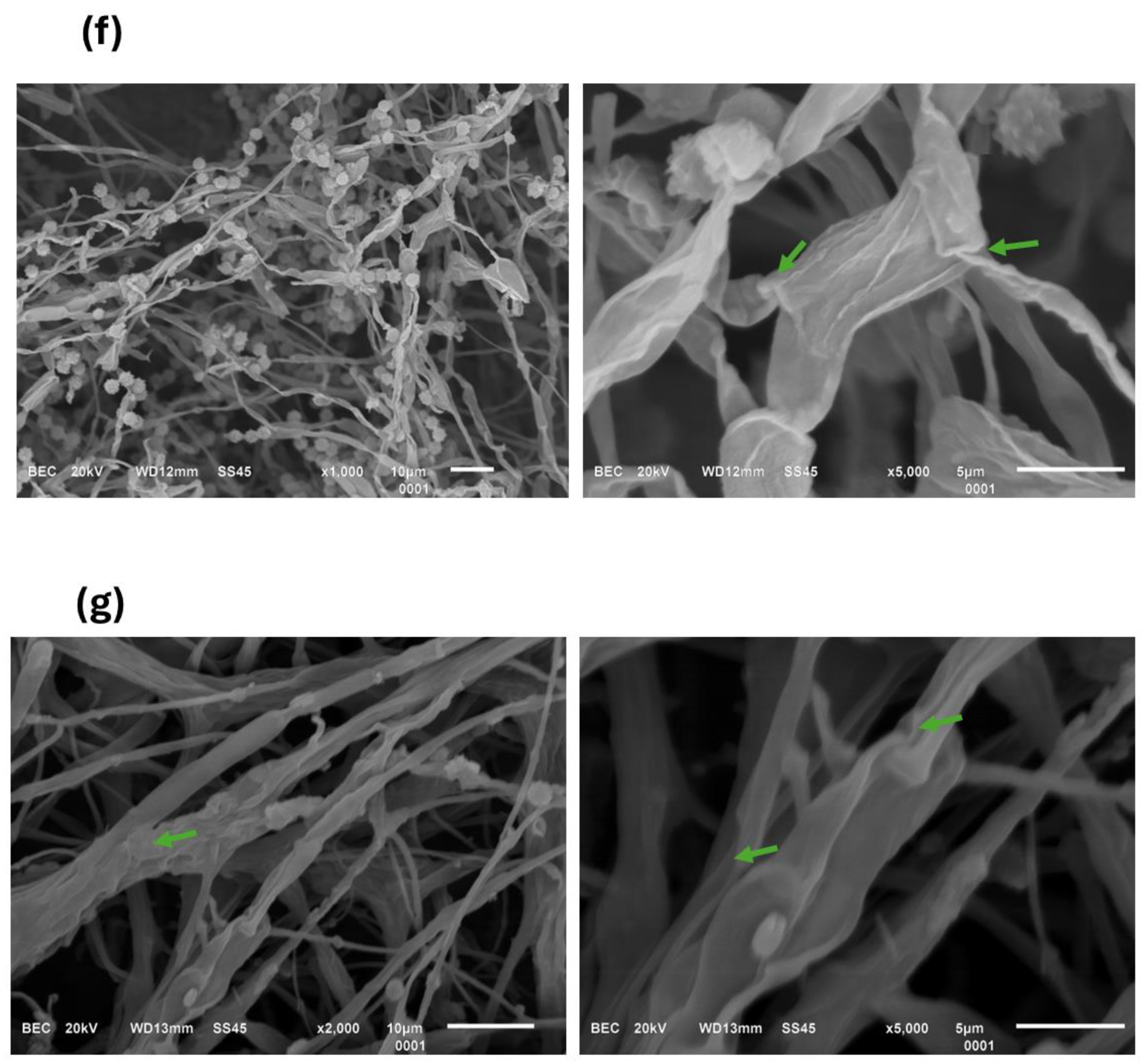 Polymers 16 03058 g009c