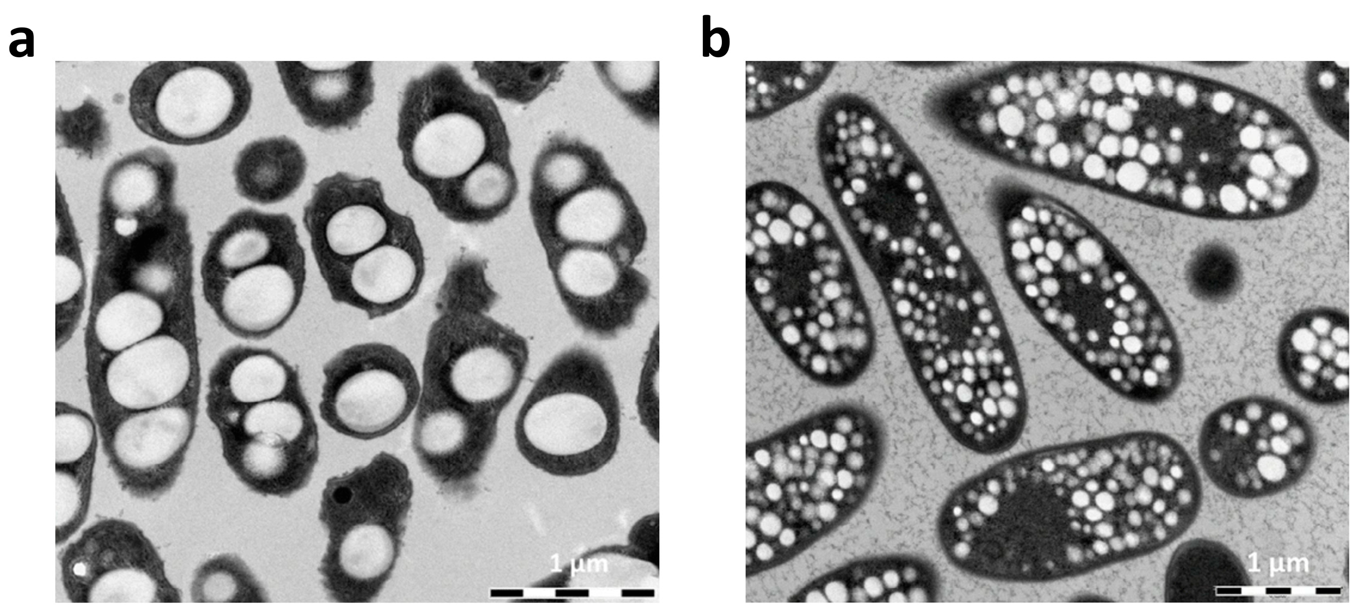 Polymers 16 03061 g002