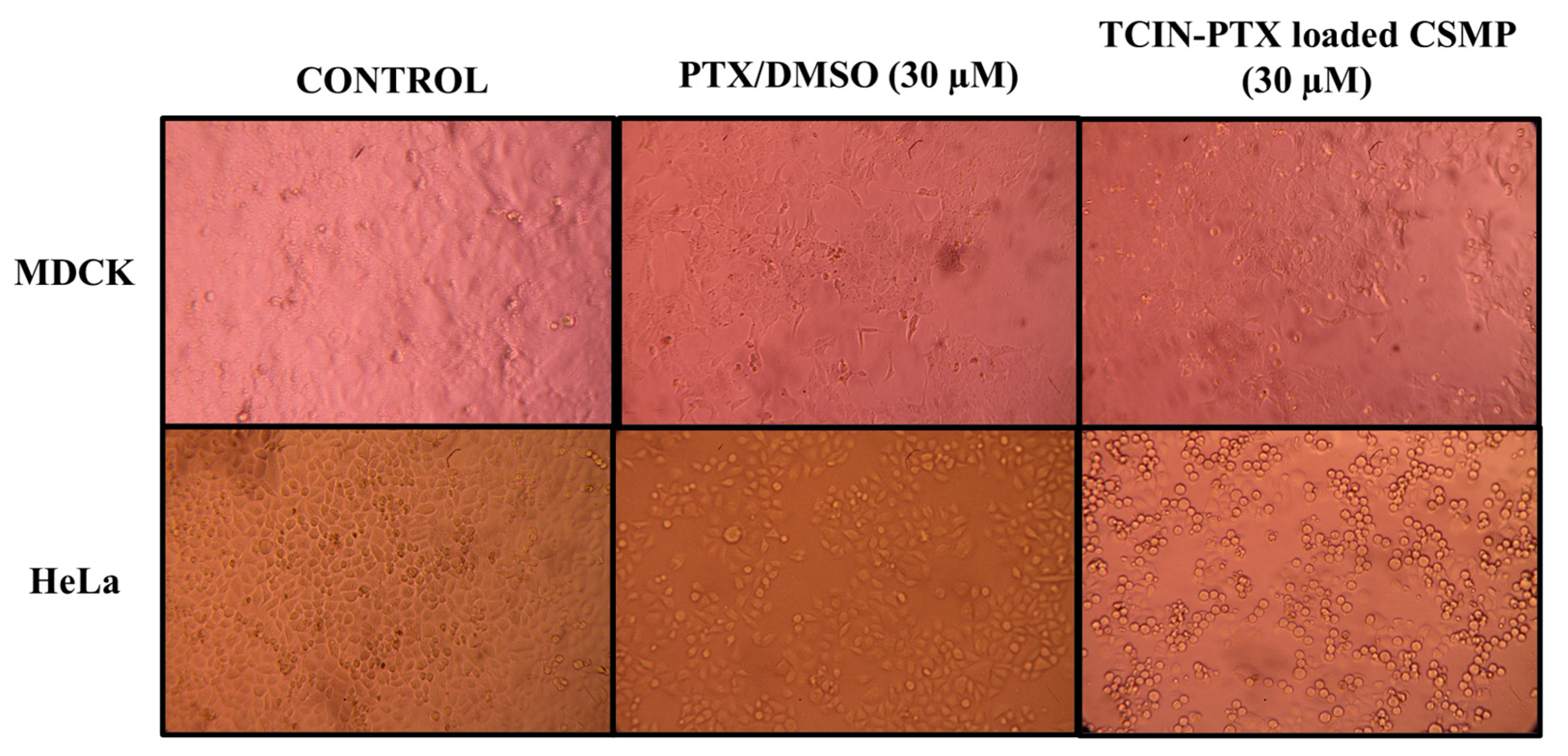 Polymers 16 03087 g008