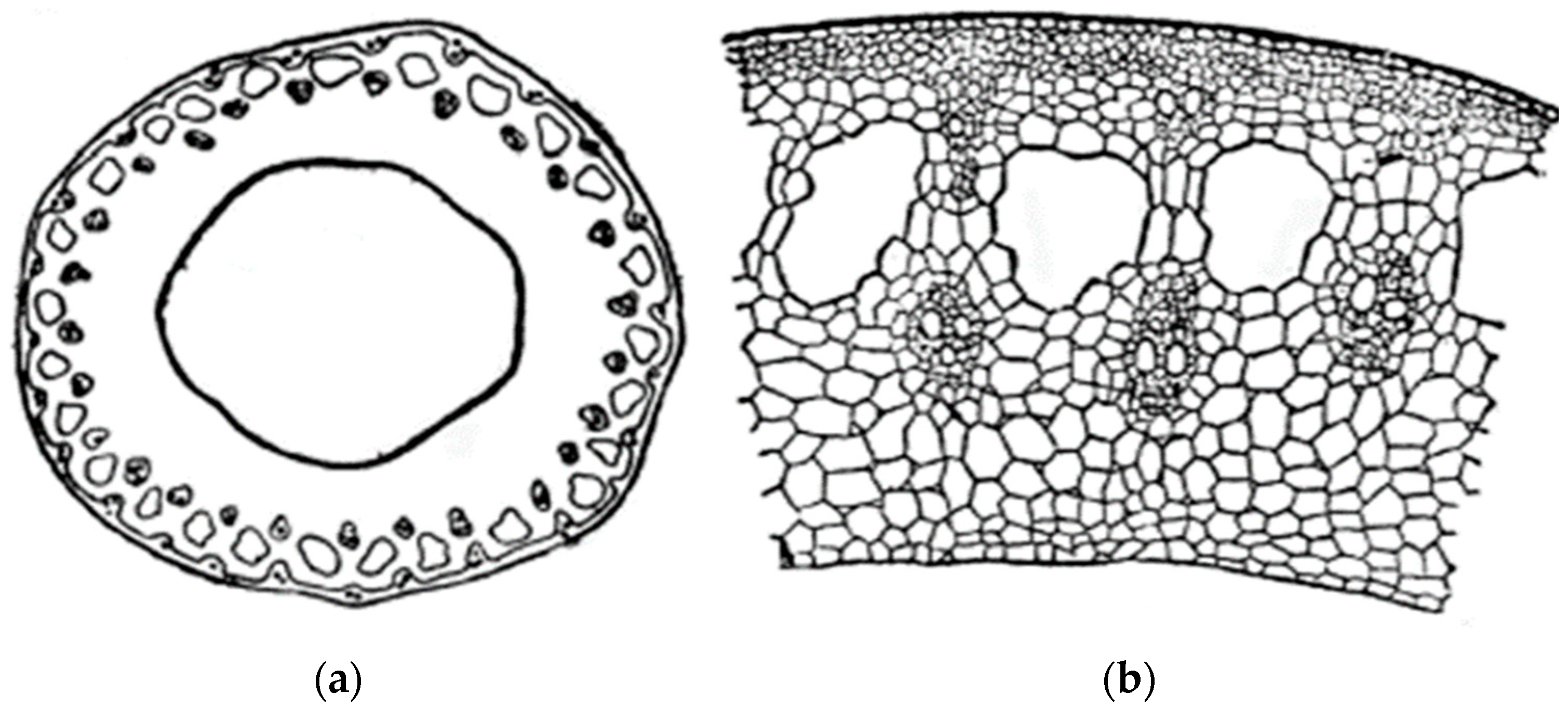 Polymers 16 03208 g001