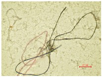 Polymers 16 03238 i014