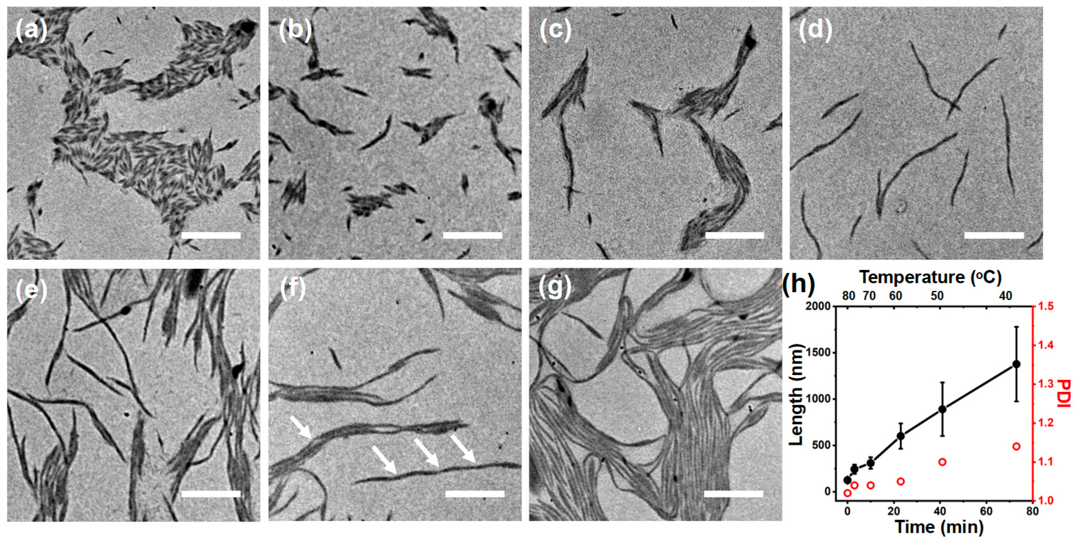 Polymers 16 03339 g004