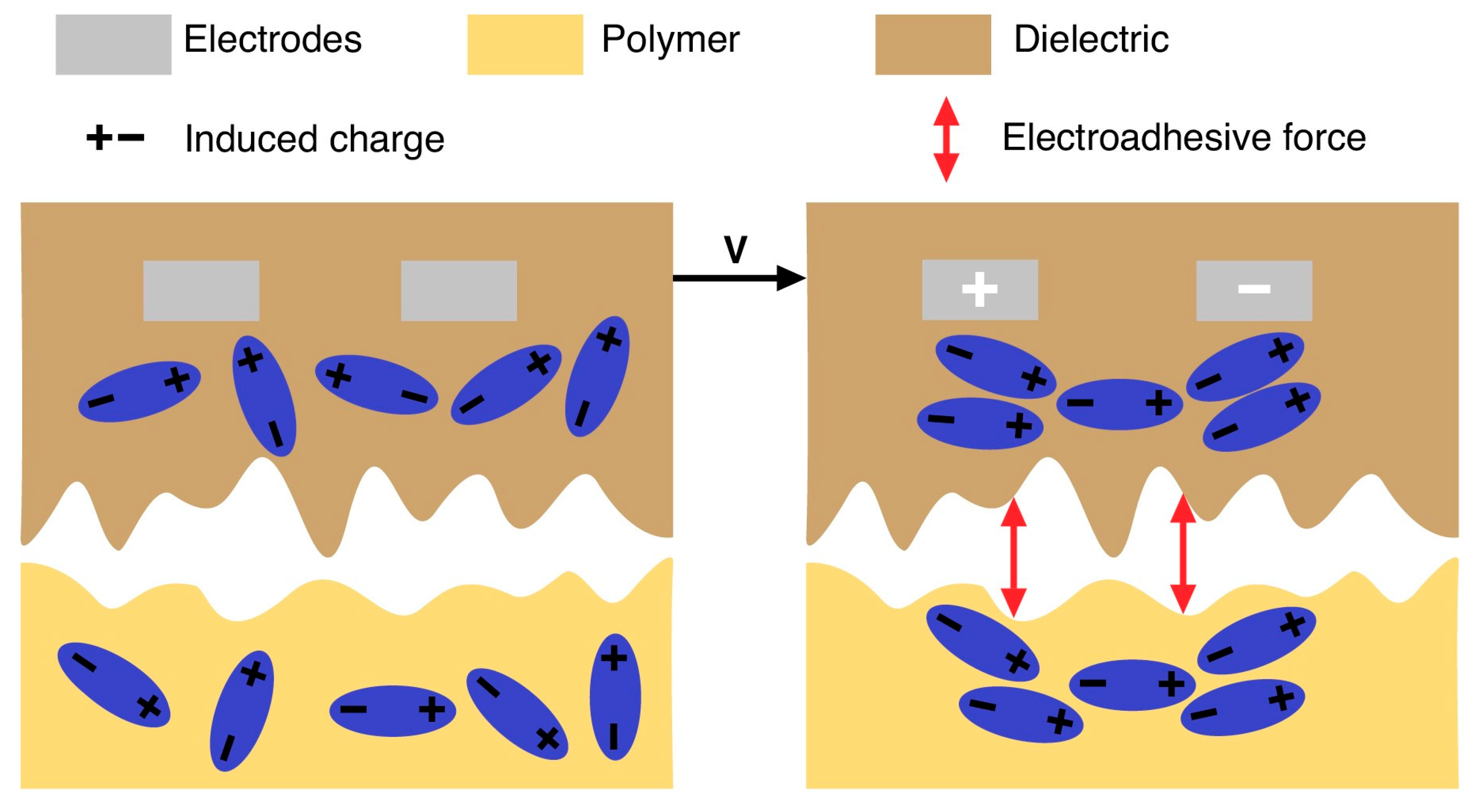 Polymers 16 03344 g001
