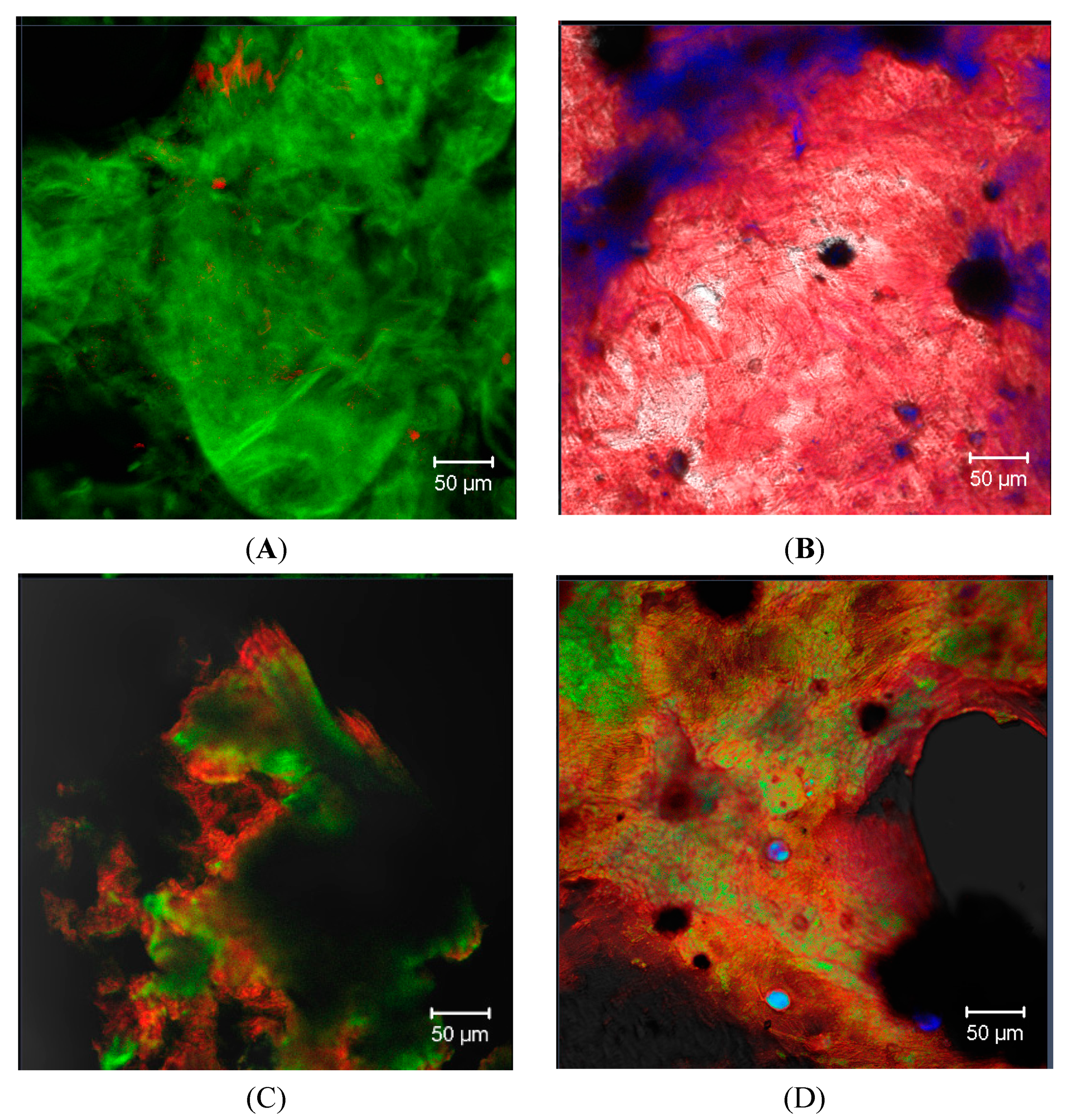 Polymers 16 03383 g004